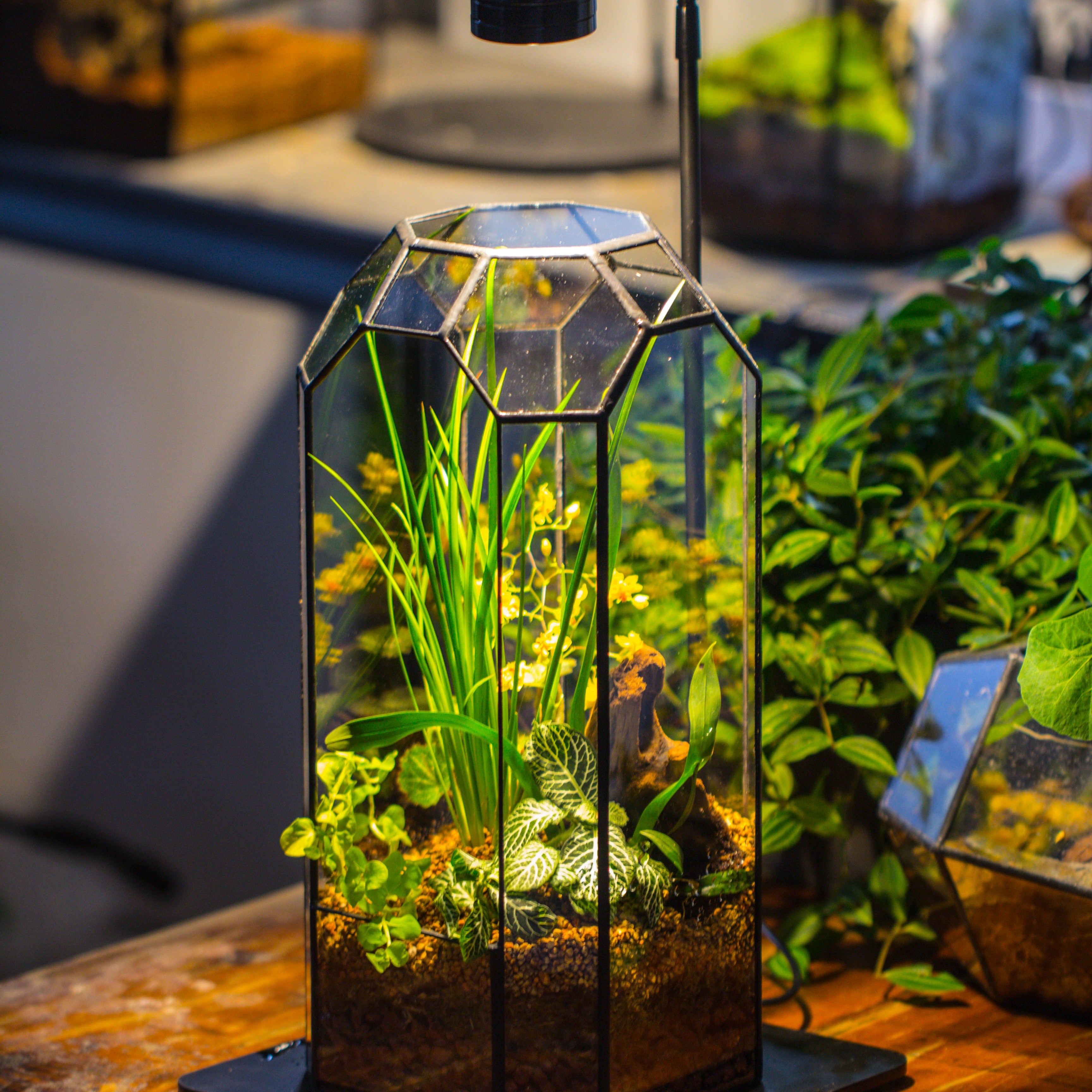 Vintage Tall Octagon Geometric Tin Glass Terrarium , 12.6" , open, suitable for tall plants, orchid, small begonia Pitcher, Micro landscape   -with warm light set - NCYPgarden