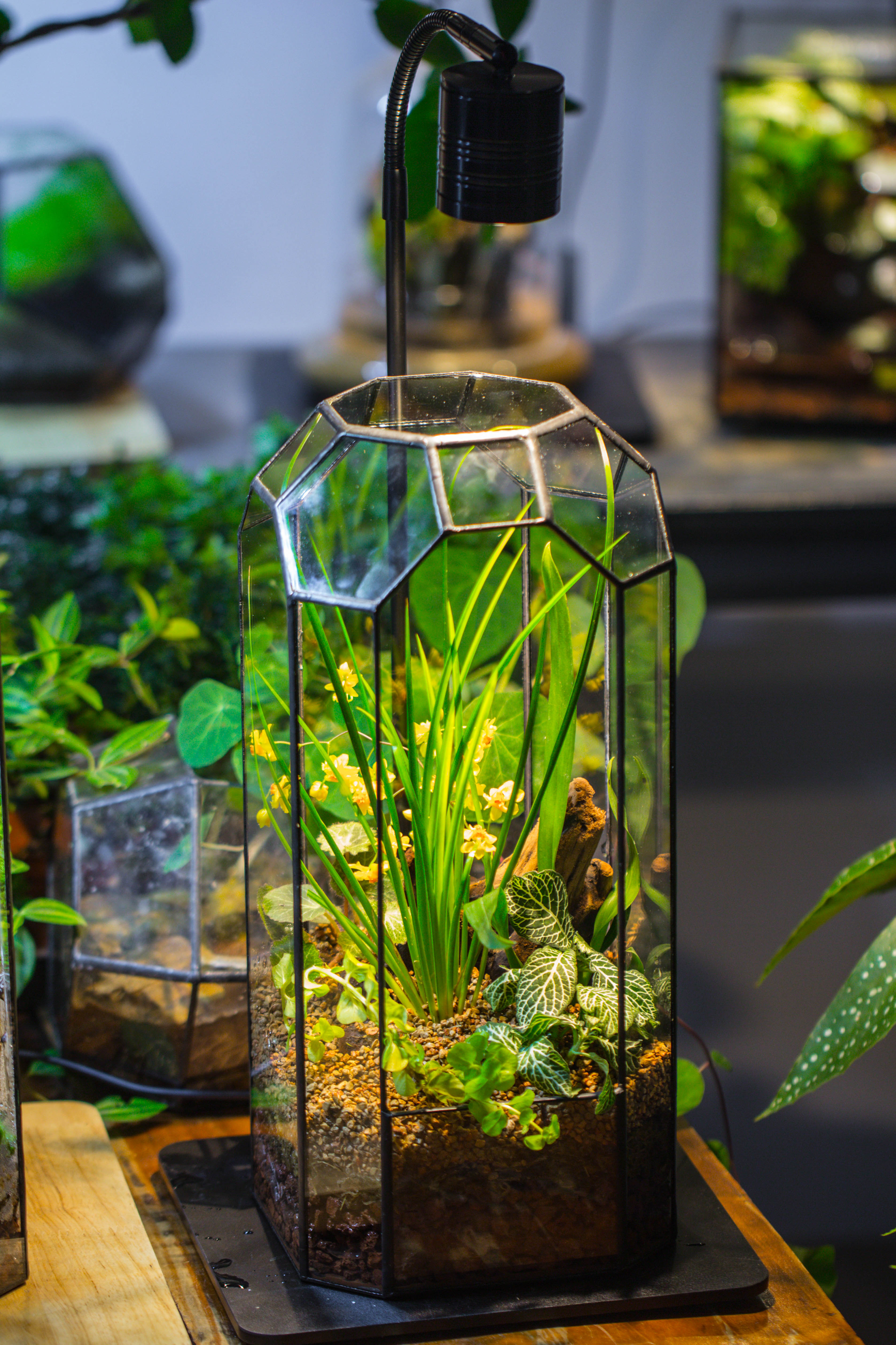 Vintage Tall Octagon Geometric Tin Glass Terrarium , 12.6" , open, suitable for tall plants, orchid, small begonia Pitcher, Micro landscape   -with warm light set - NCYPgarden