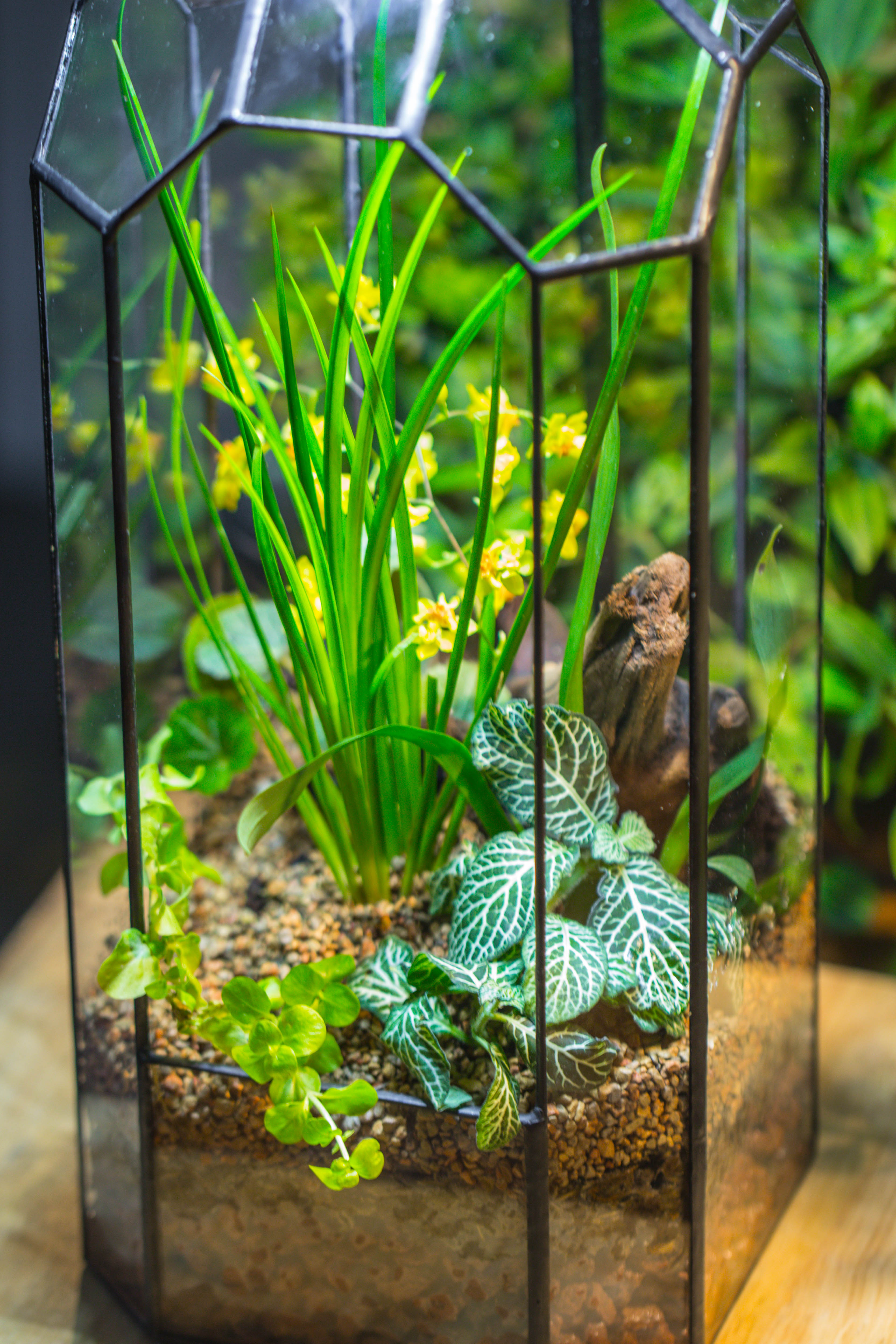 Vintage Tall Octagon Geometric Tin Glass Terrarium , 12.6" , open, suitable for tall plants, orchid, small begonia Pitcher, Micro landscape  -with white light set - NCYPgarden