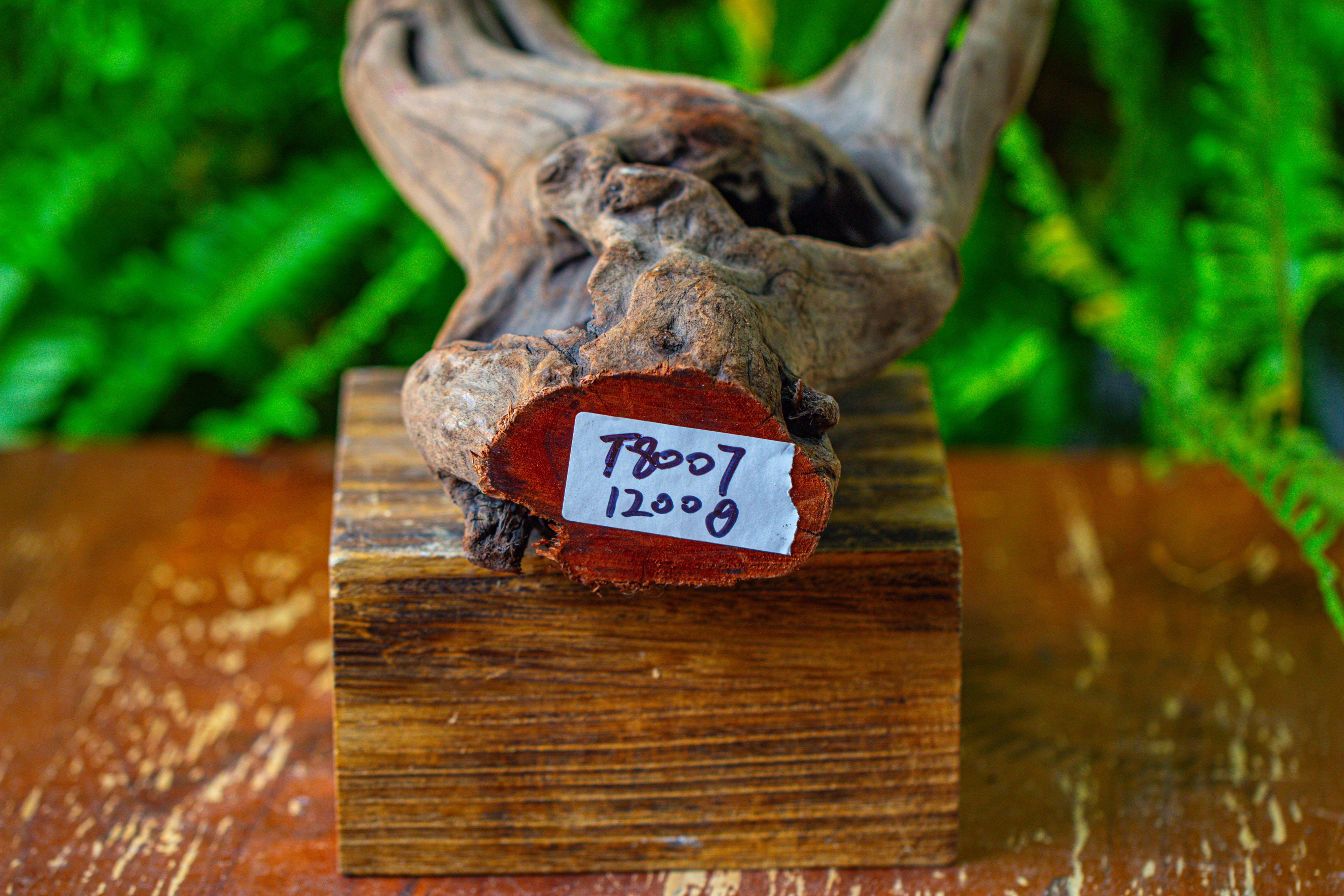 driftwood for moss terrarium, miniature, micro landscape,T8007 - NCYPgarden