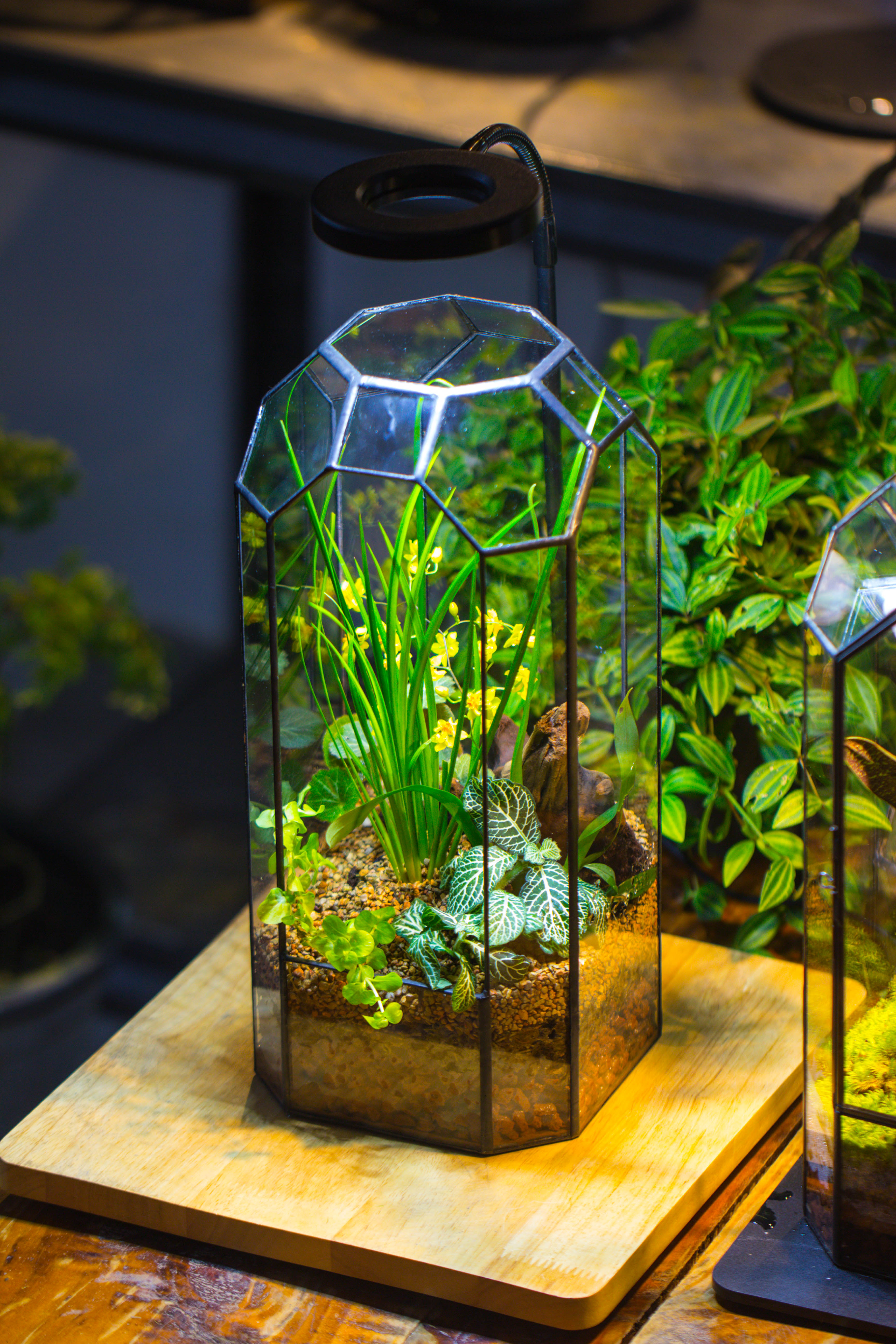 Vintage Tall Octagon Geometric Tin Glass Terrarium , 12.6" , open, suitable for tall plants, orchid, small begonia Pitcher, Micro landscape  -with white light set - NCYPgarden