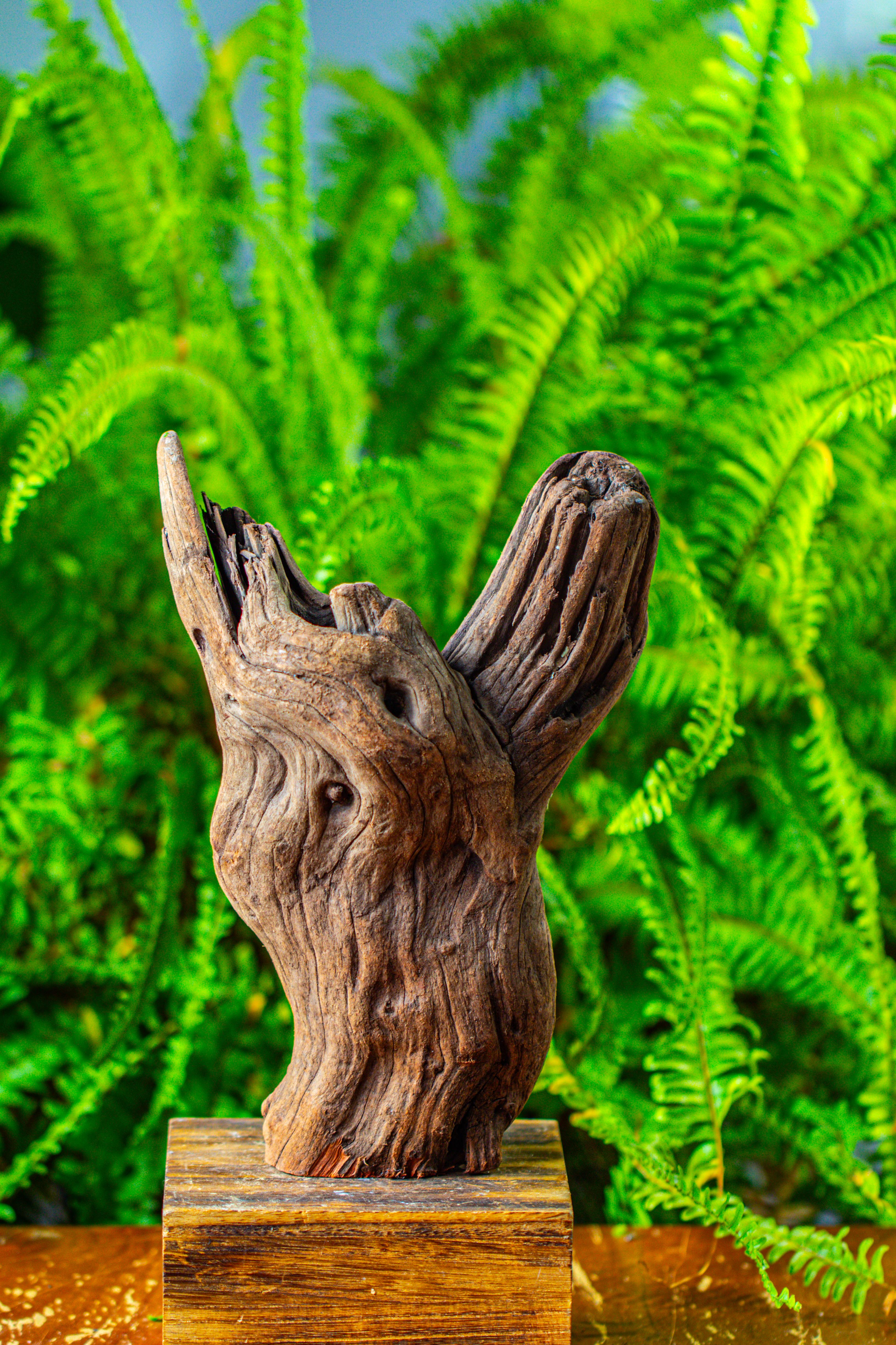 driftwood for moss terrarium, miniature, micro landscape,T8007 - NCYPgarden