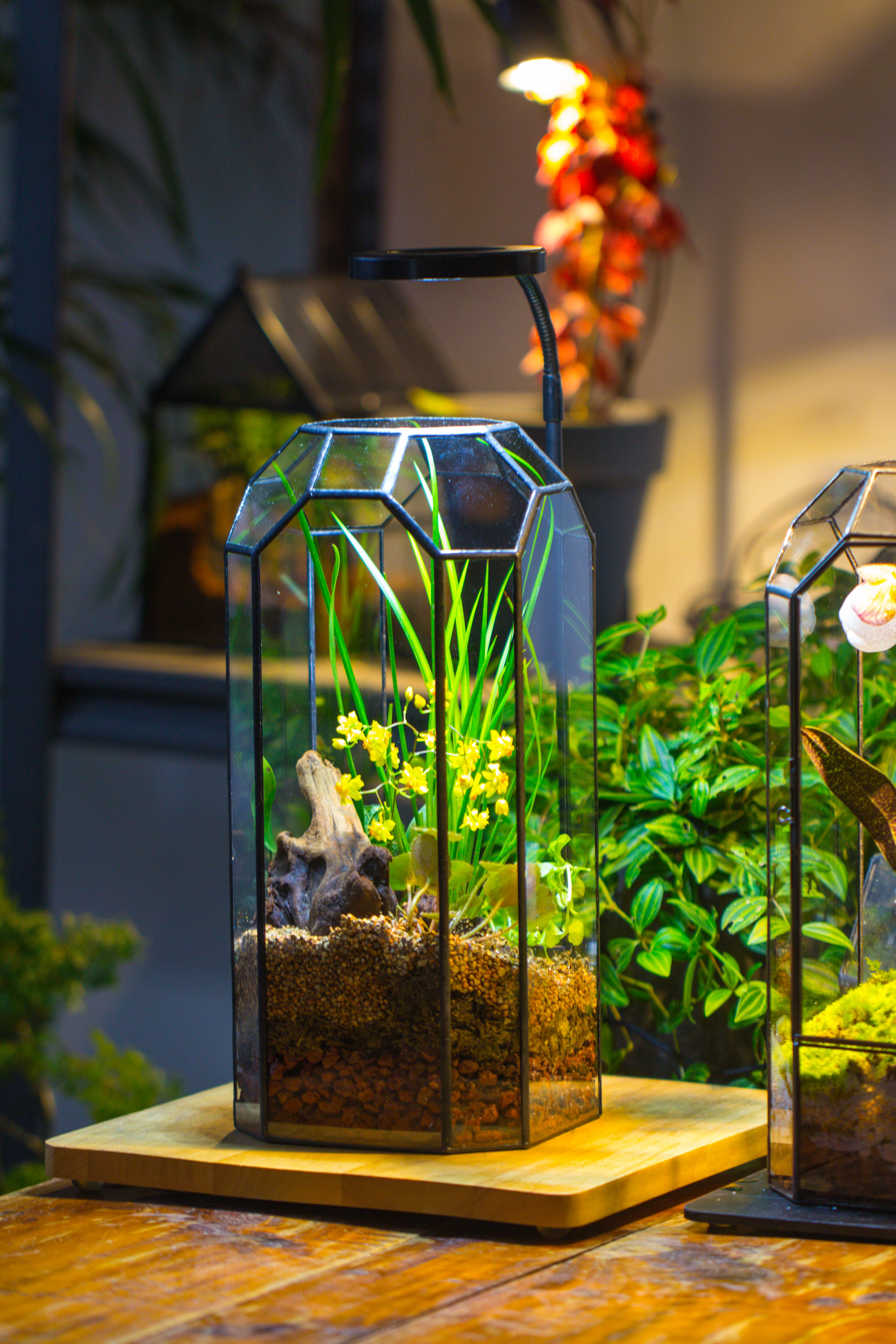 Vintage Tall Octagon Geometric Tin Glass Terrarium , 12.6" , open, suitable for tall plants, orchid, small begonia Pitcher, Micro landscape  -with white light set - NCYPgarden