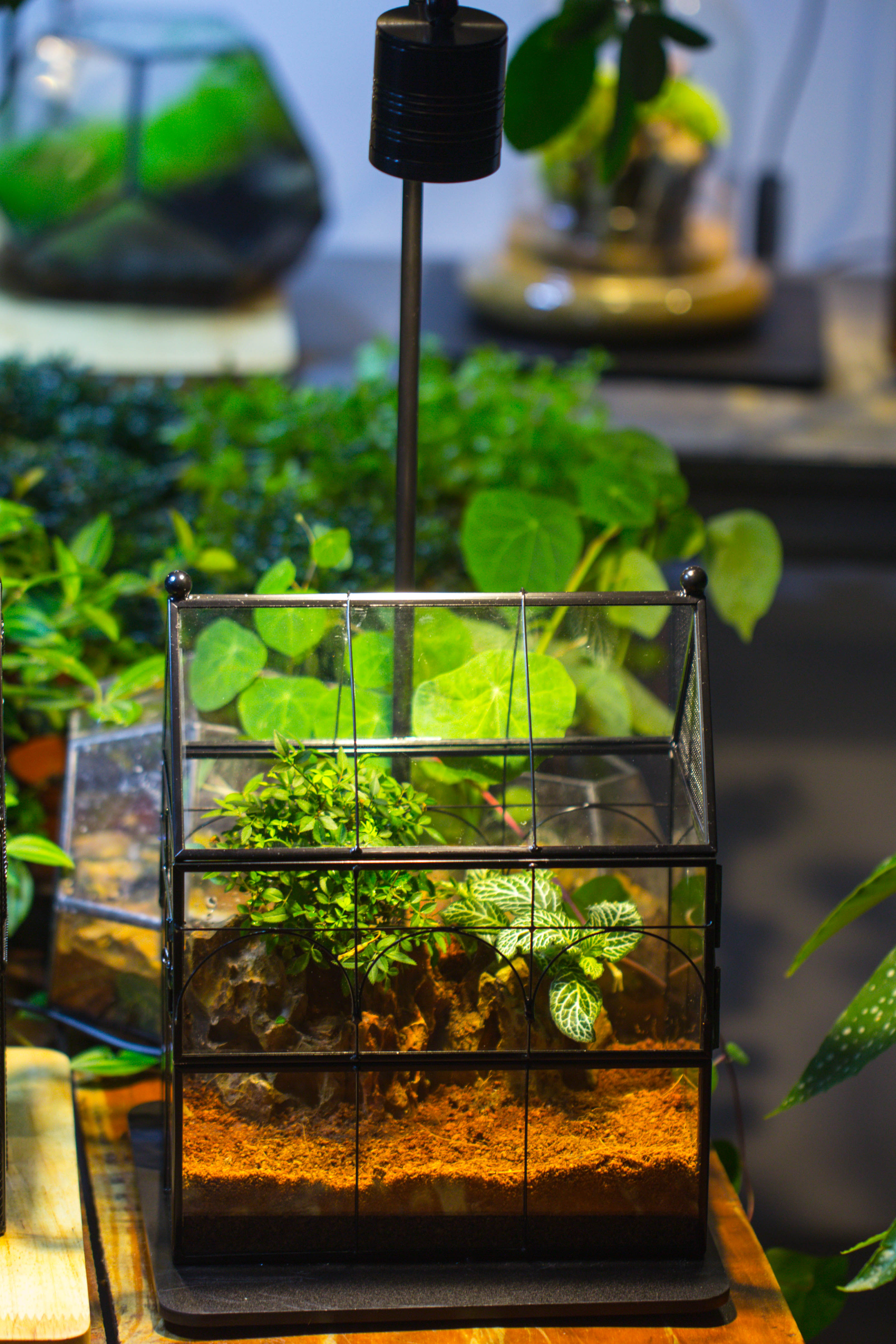 5W Warm White Black LED Grow Light adjustable with Black Matte Stand, or terrarium, moss, shade plants, Multi Size Available customizable    -39cm / 15.4 - NCYPgarden