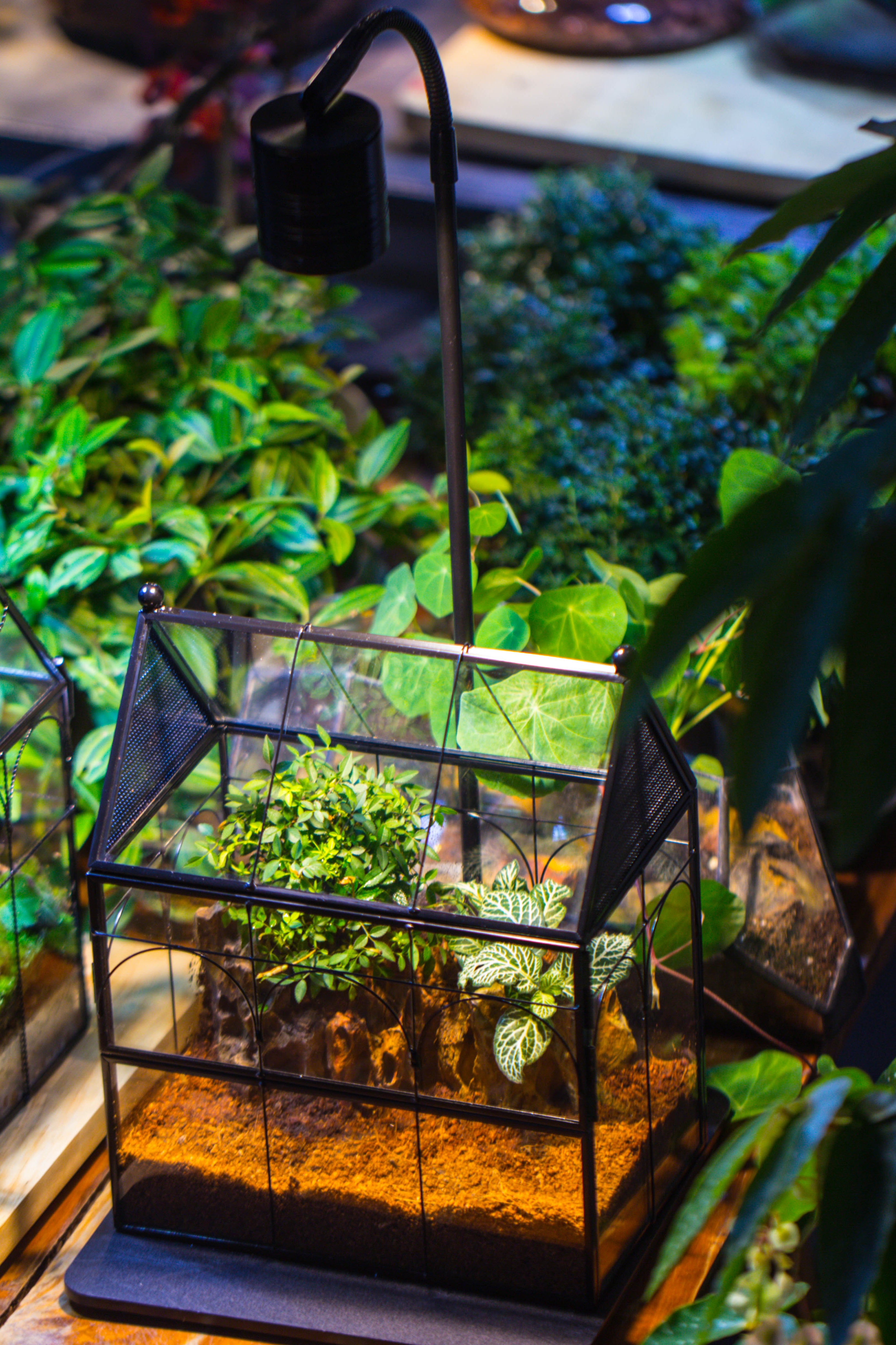 NCYP Vintage House Shape Tin and Glass Geometric Terrarium, with side