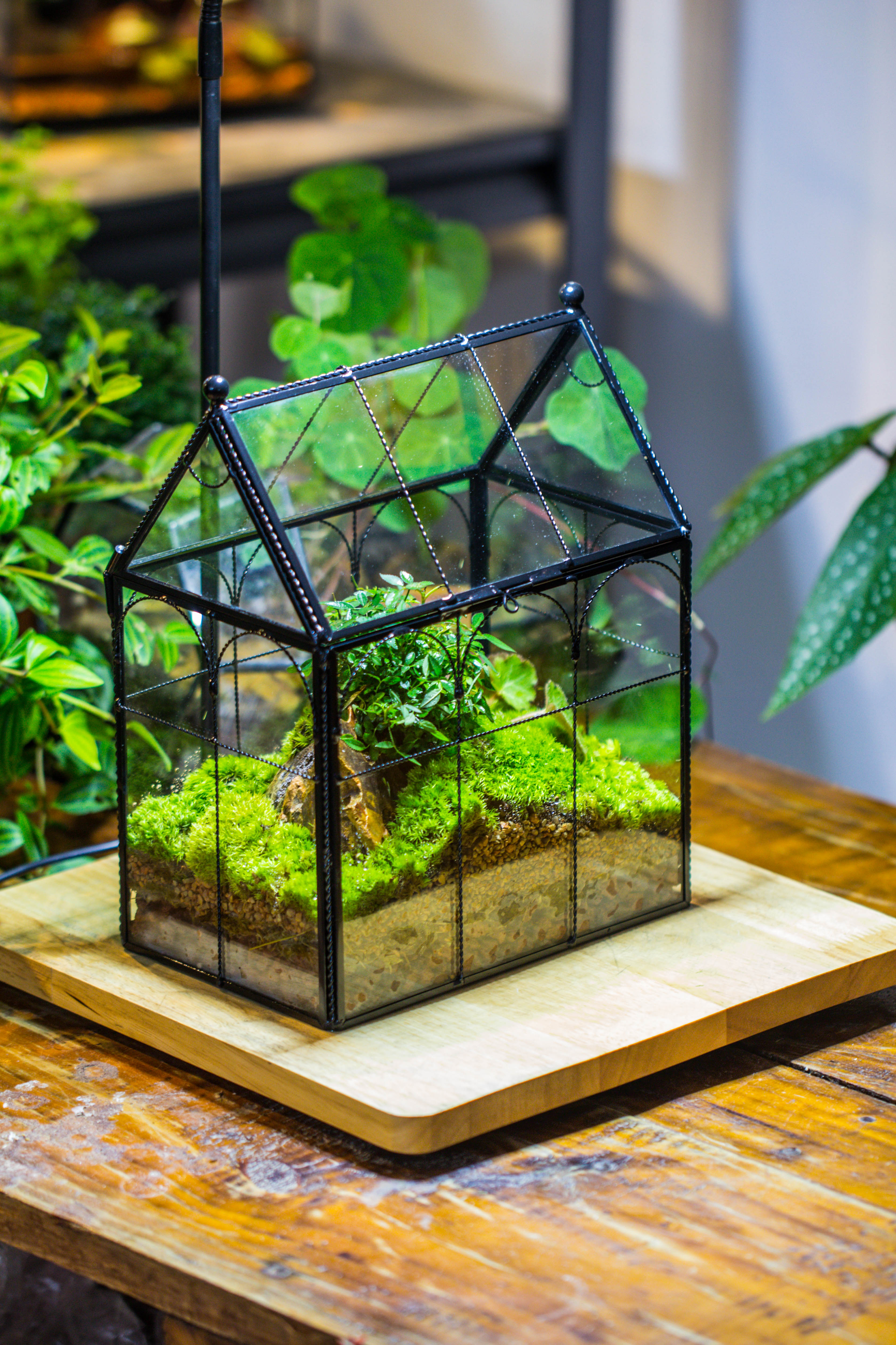 NCYP Tall Glass Geometric Terrarium Brass Twisted Brass Wire Decorated Black Vintage House Shape for Insect Snail Moss Succulents Cacti Air Plant - NCYPgarden