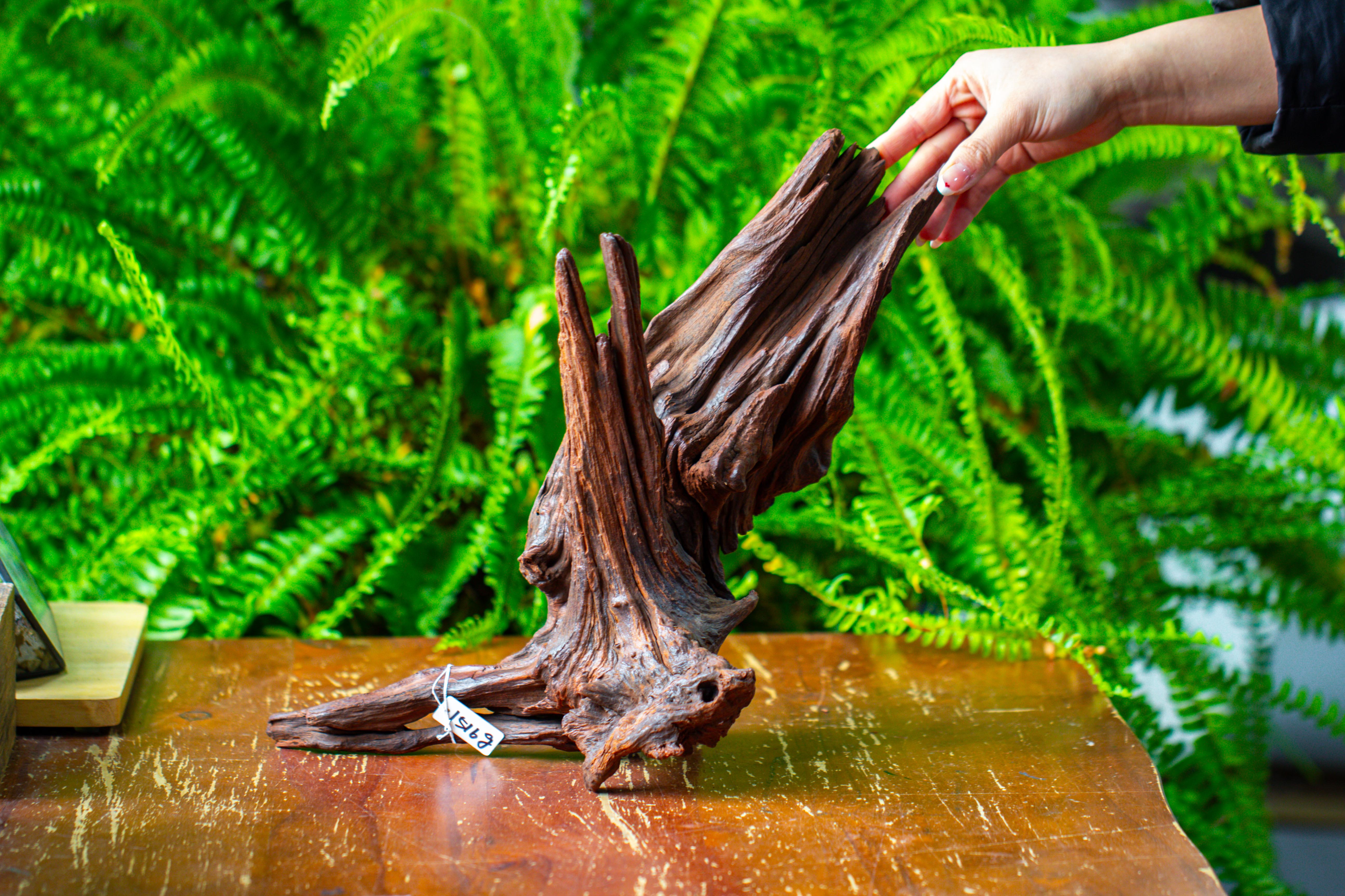 driftwood for moss terrarium, miniature, micro landscape, H8002 - NCYPgarden