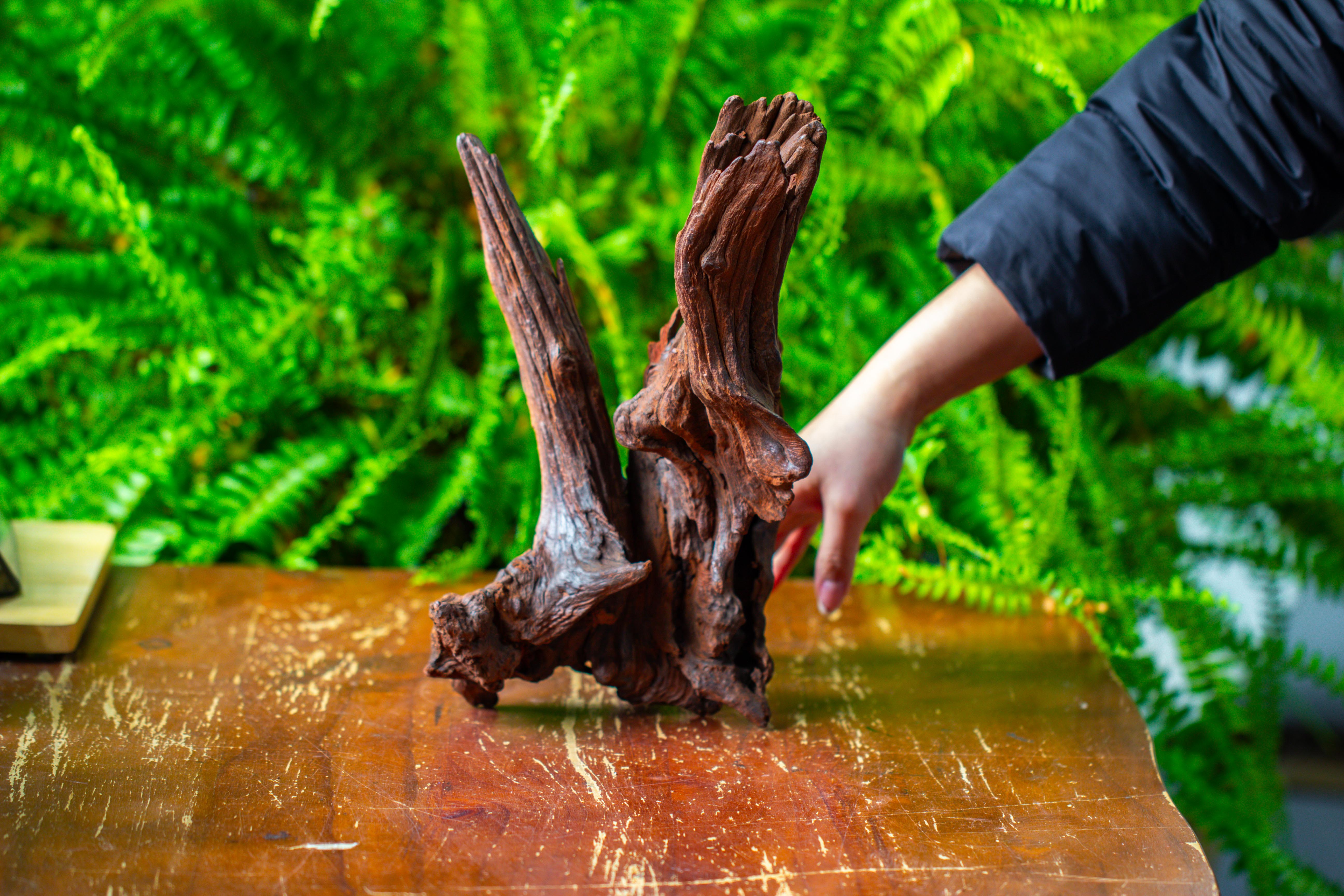 driftwood for moss terrarium, miniature, micro landscape, H8002 - NCYPgarden