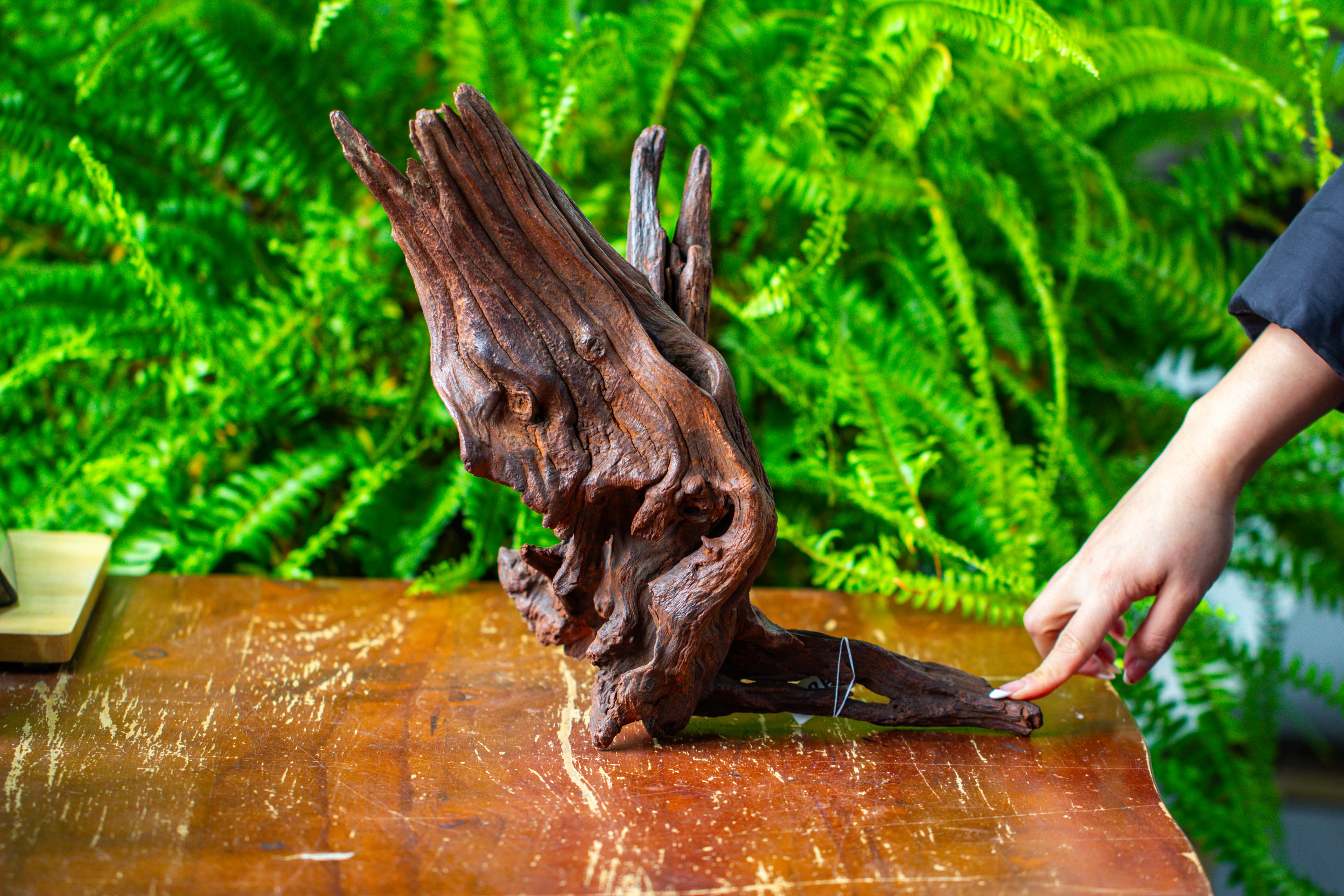 driftwood for moss terrarium, miniature, micro landscape, H8002 - NCYPgarden