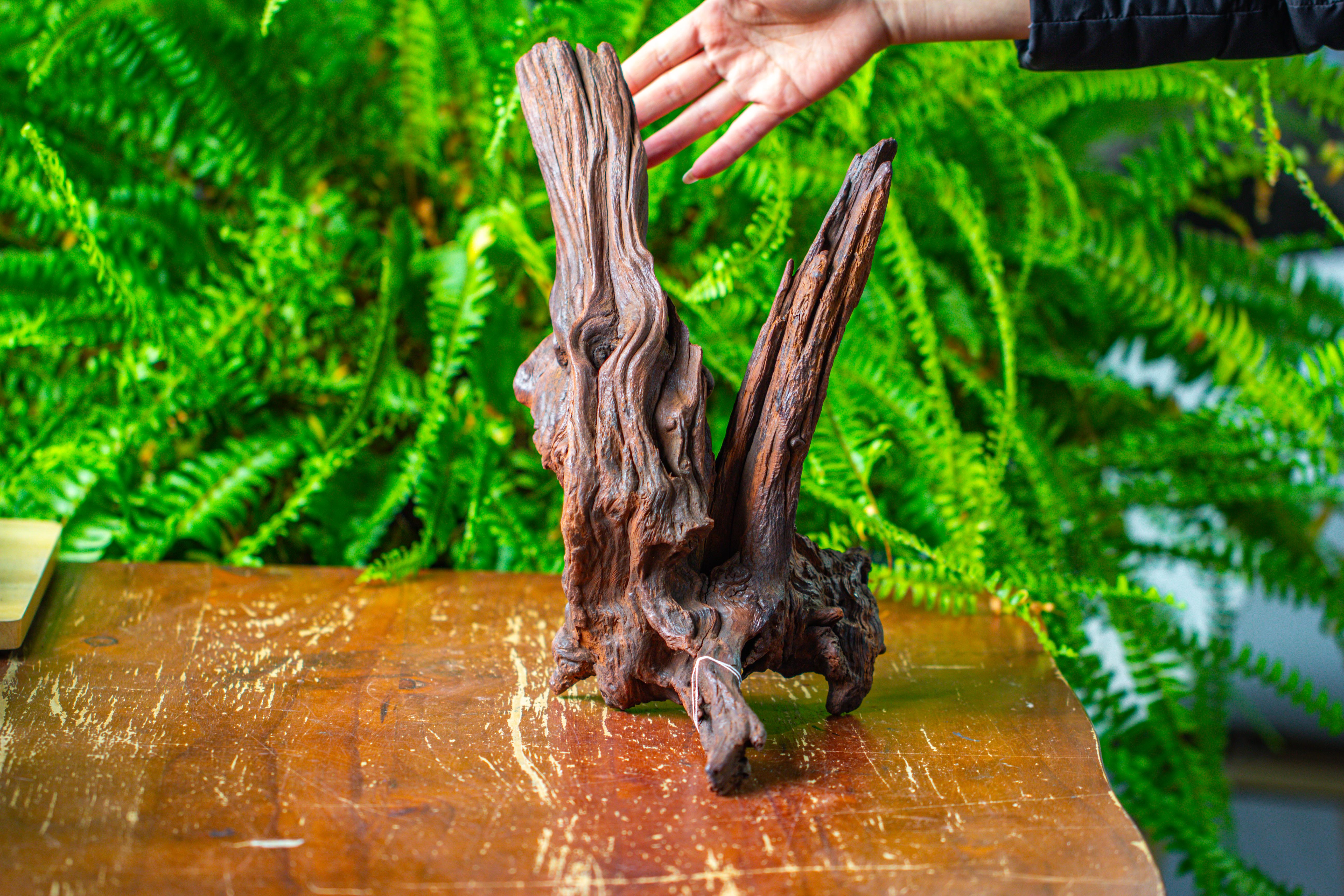 driftwood for moss terrarium, miniature, micro landscape, H8002 - NCYPgarden