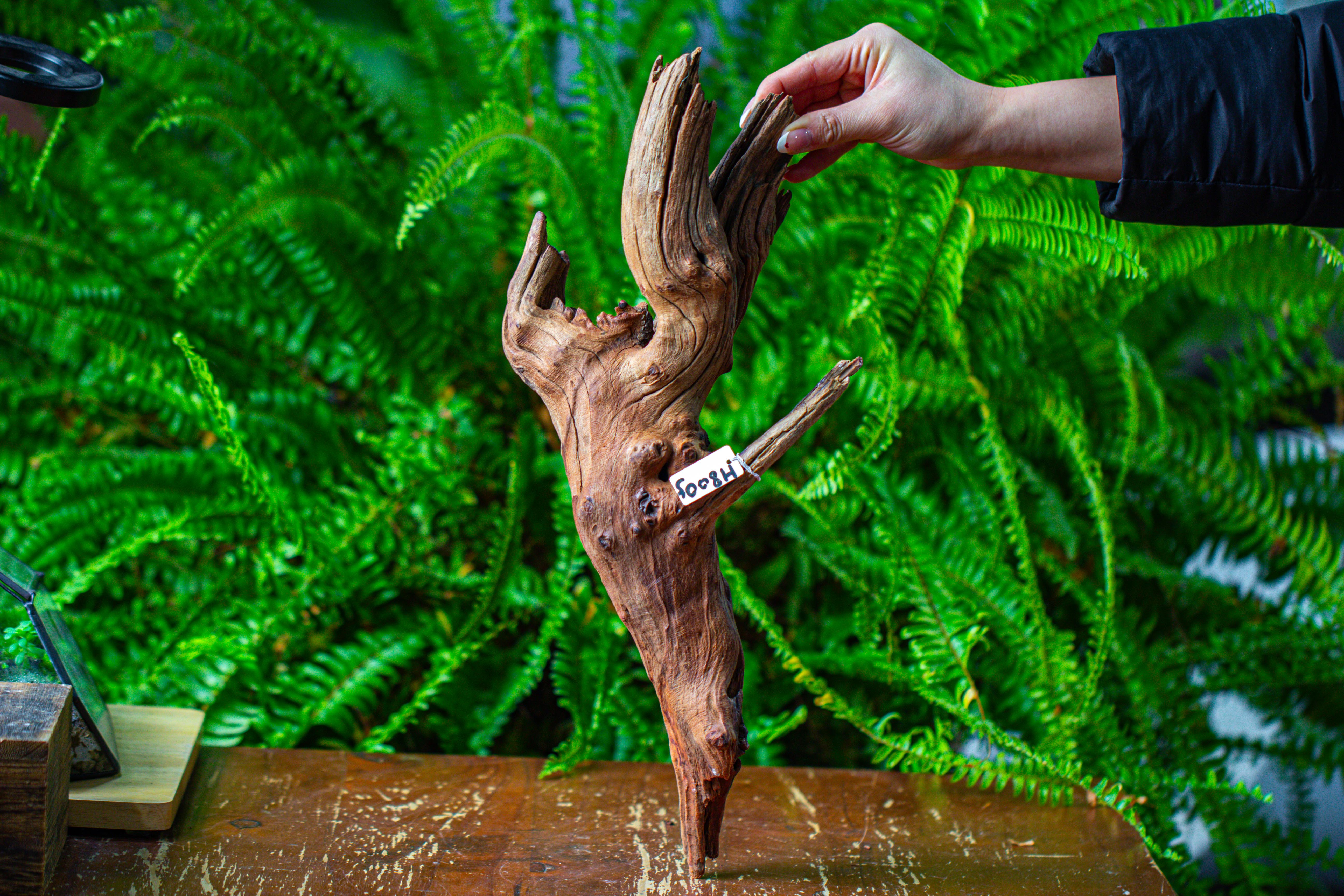 driftwood for moss terrarium, miniature, micro landscape, H8005 - NCYPgarden