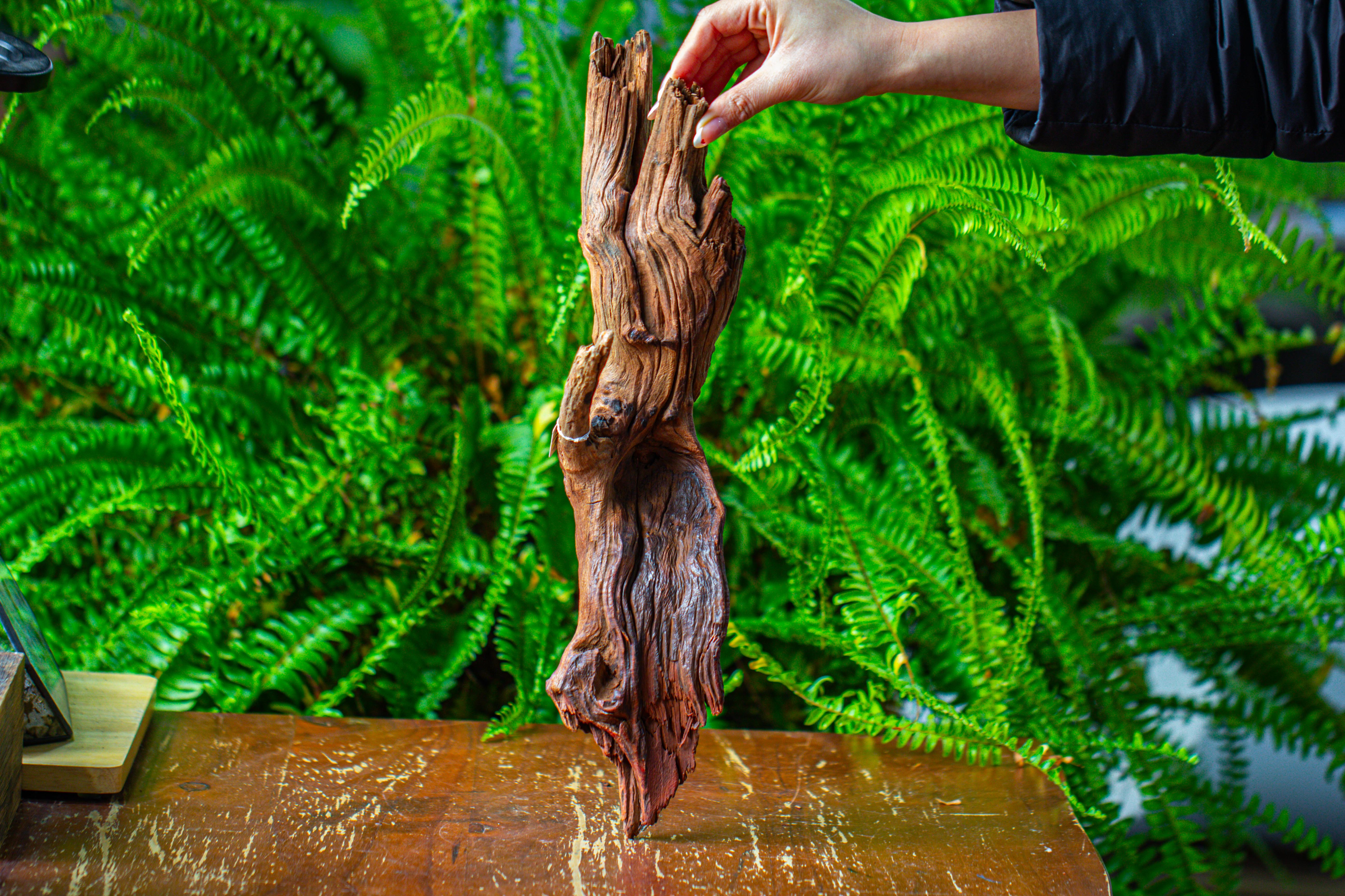 driftwood for moss terrarium, miniature, micro landscape, H8005 - NCYPgarden