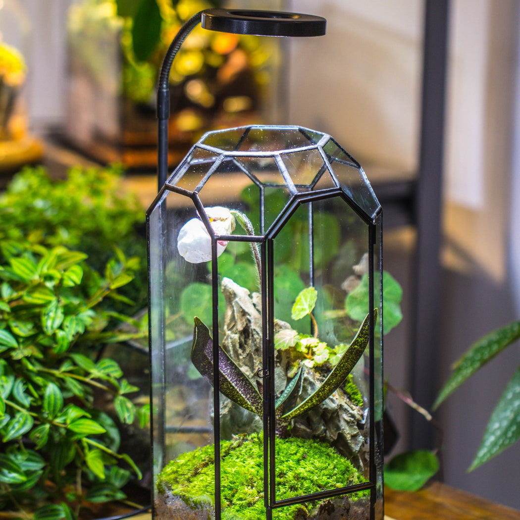 Vintage Tall Octagon Geometric Tin Glass Terrarium , 12.6" , close, suitable for tall plants, orchid, small begonia Pitcher, Micro landscape    -with white light set - NCYPgarden