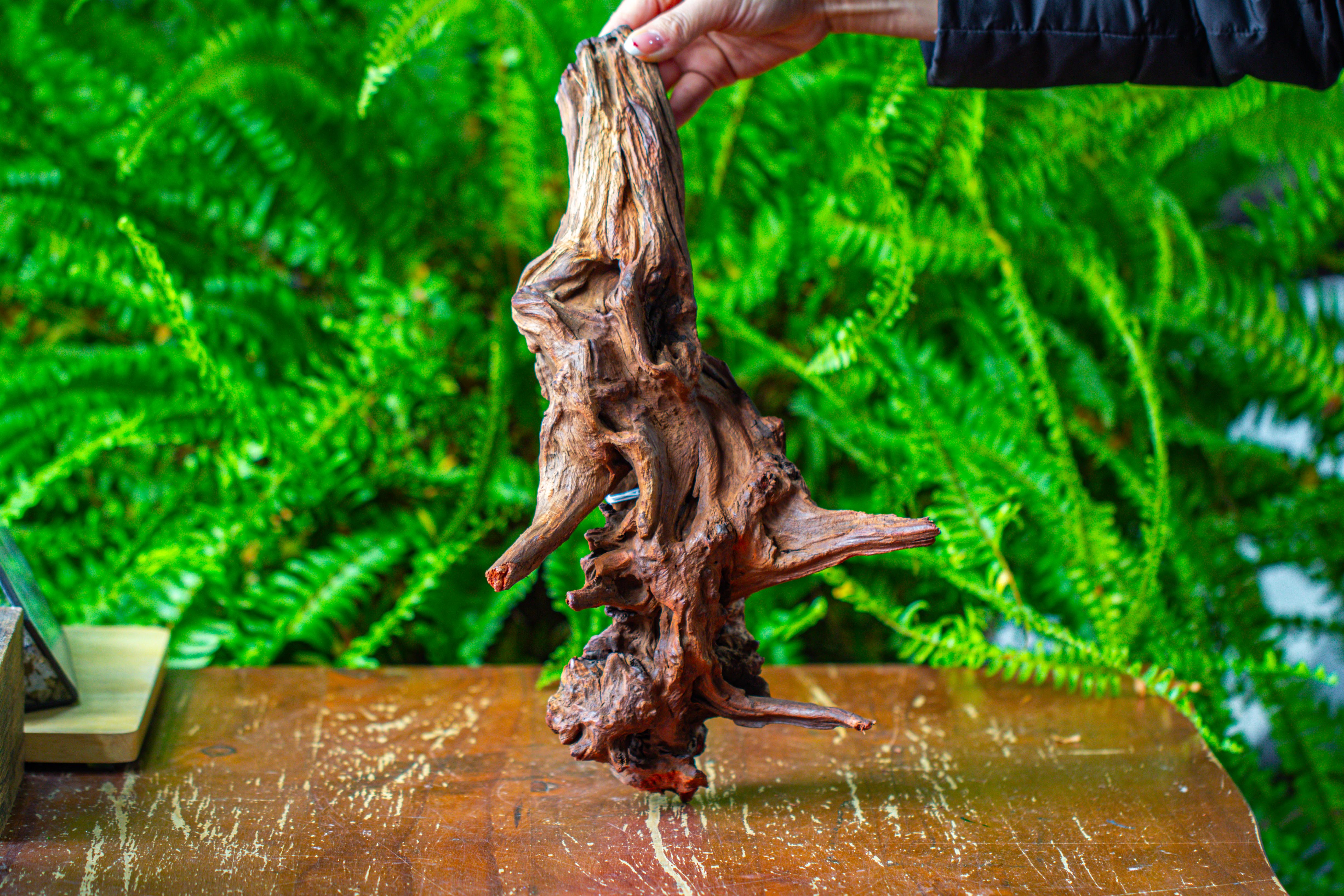 driftwood for moss terrarium, miniature, micro landscape, H8006 - NCYPgarden