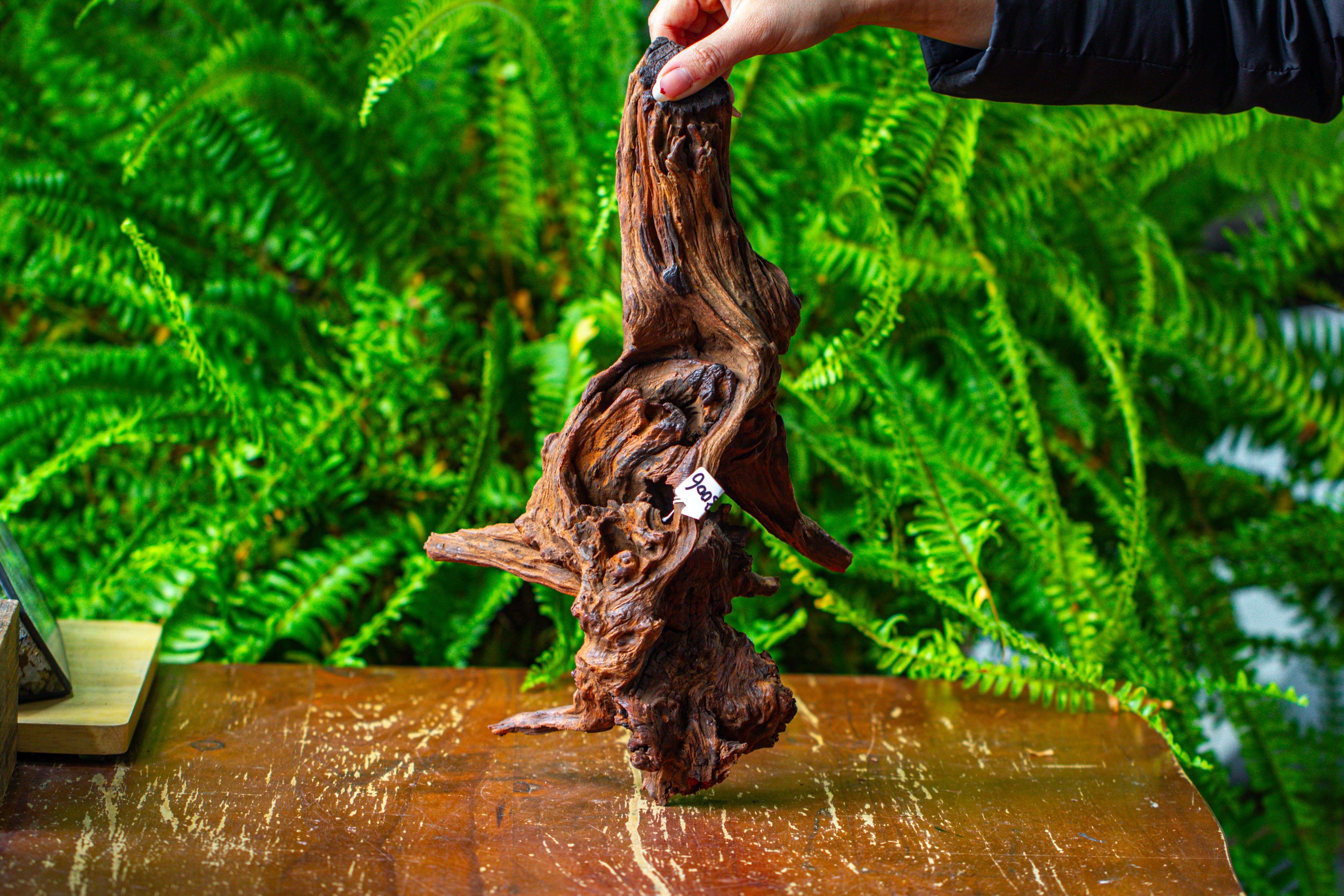 driftwood for moss terrarium, miniature, micro landscape, H8006 - NCYPgarden