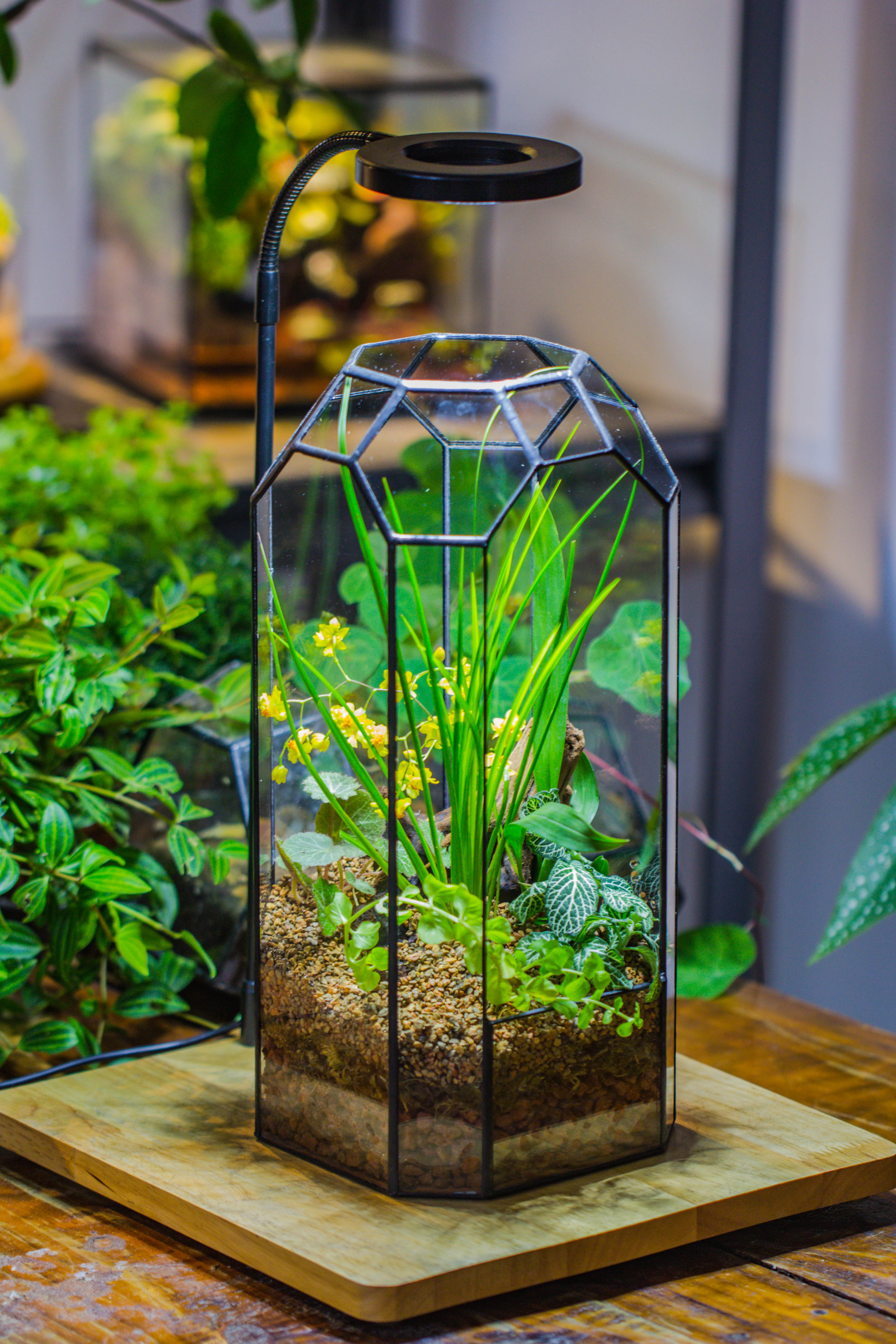 Vintage Tall Octagon Geometric Tin Glass Terrarium , 12.6" , open, suitable for tall plants, orchid, small begonia Pitcher, Micro landscape  -with white light set - NCYPgarden