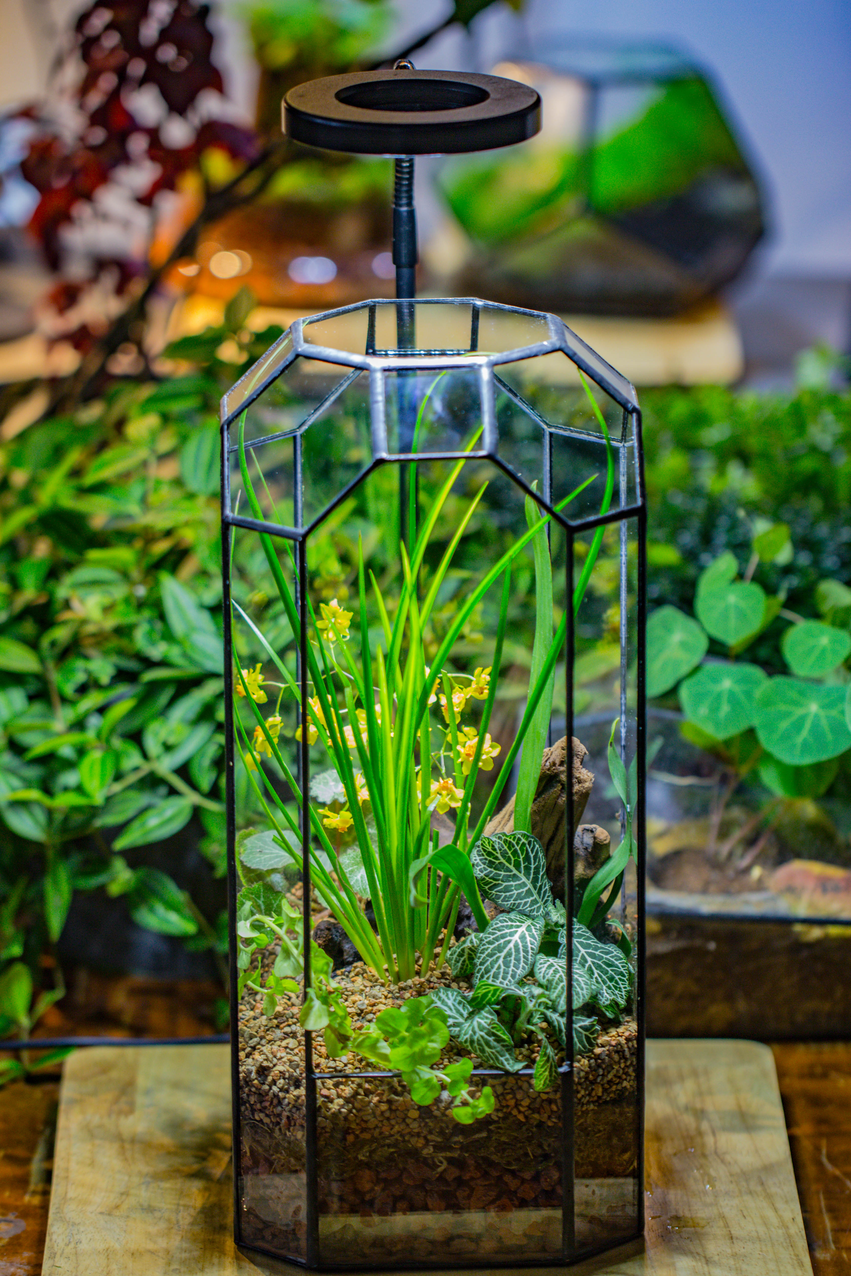 Vintage Tall Octagon Geometric Tin Glass Terrarium , 12.6" , open, suitable for tall plants, orchid, small begonia Pitcher, Micro landscape  -with white light set - NCYPgarden