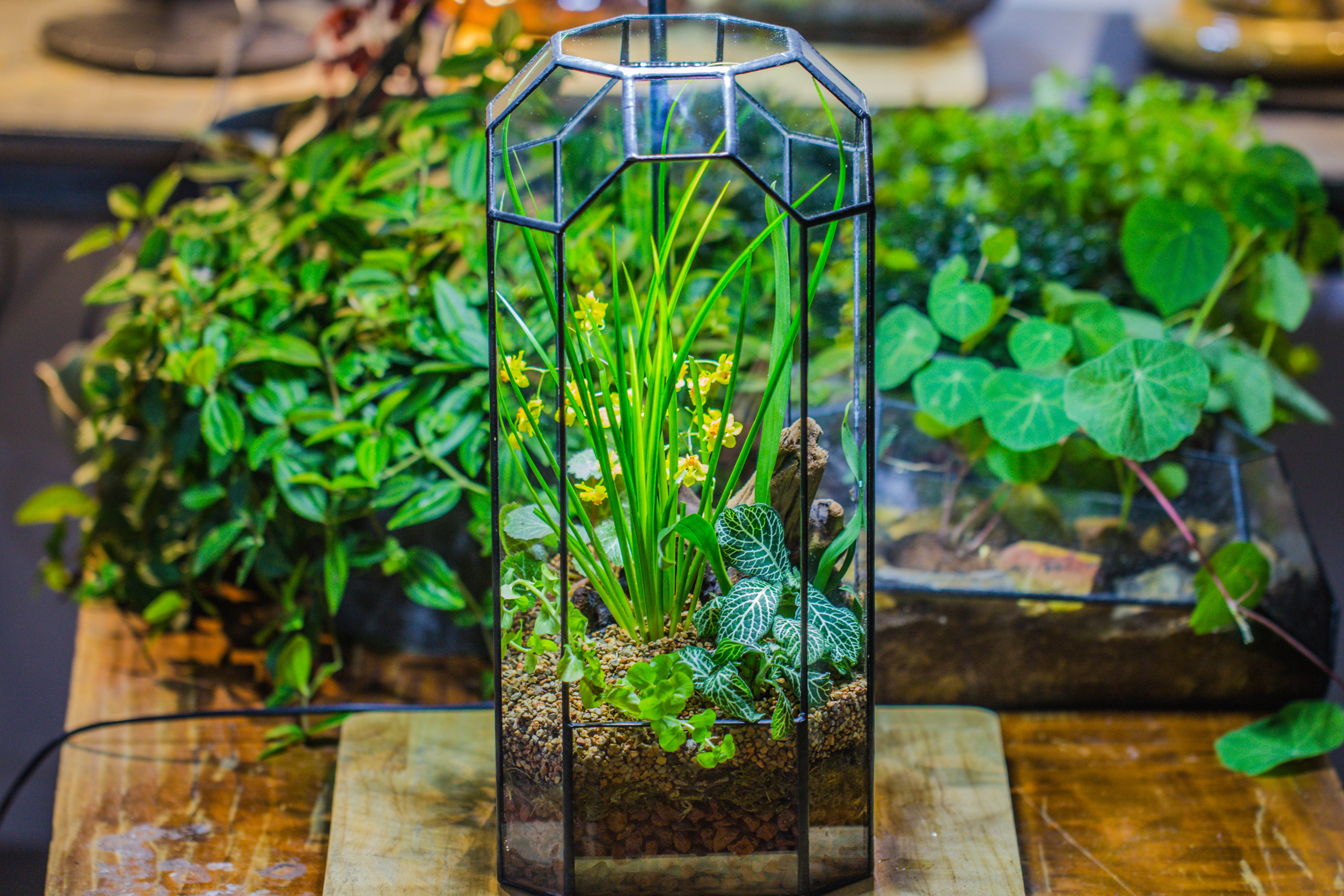 Vintage Tall Octagon Geometric Tin Glass Terrarium , 12.6" , open, suitable for tall plants, orchid, small begonia Pitcher, Micro landscape  -with white light set - NCYPgarden