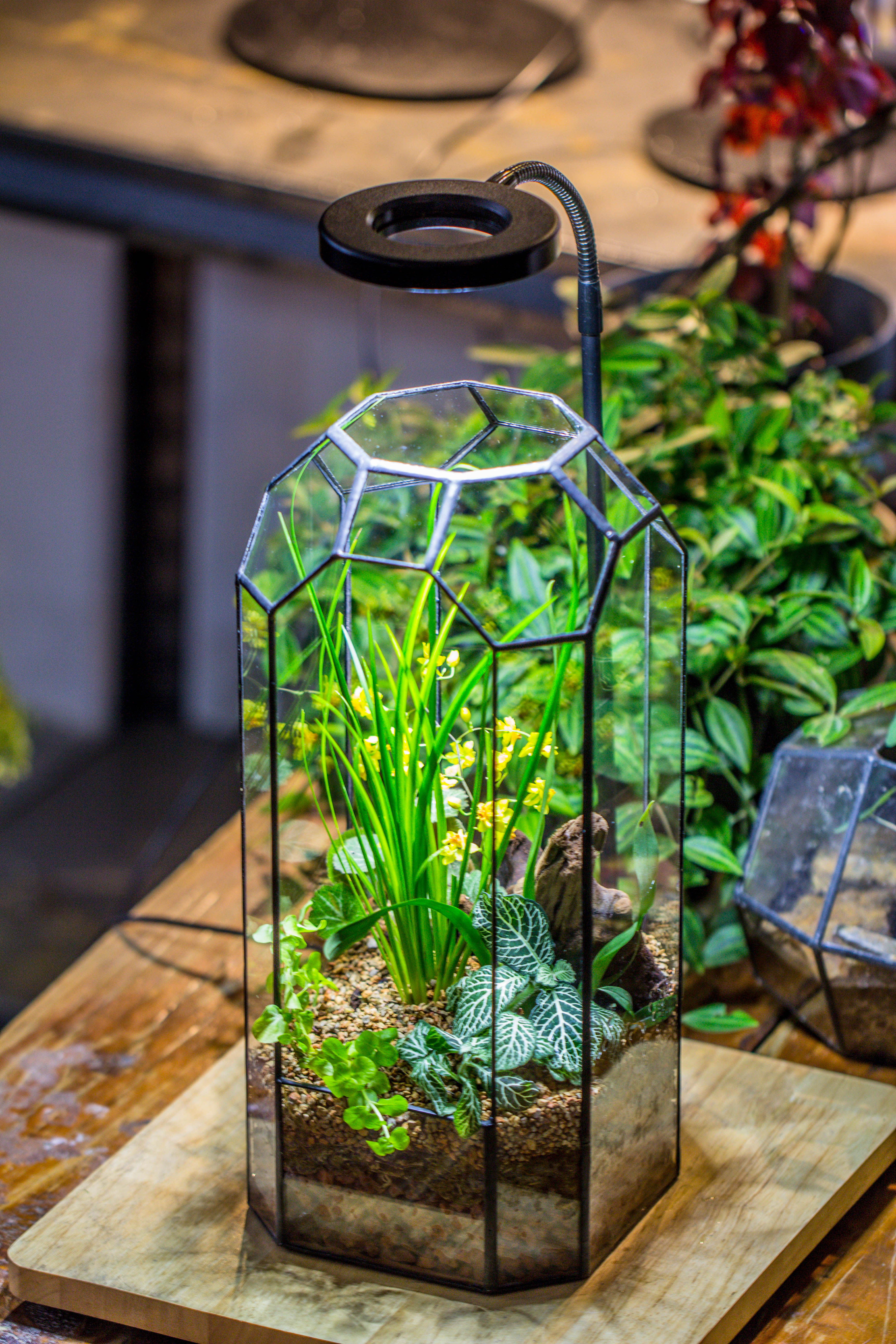 Vintage Tall Octagon Geometric Tin Glass Terrarium , 12.6" , open, suitable for tall plants, orchid, small begonia Pitcher, Micro landscape - NCYPgarden