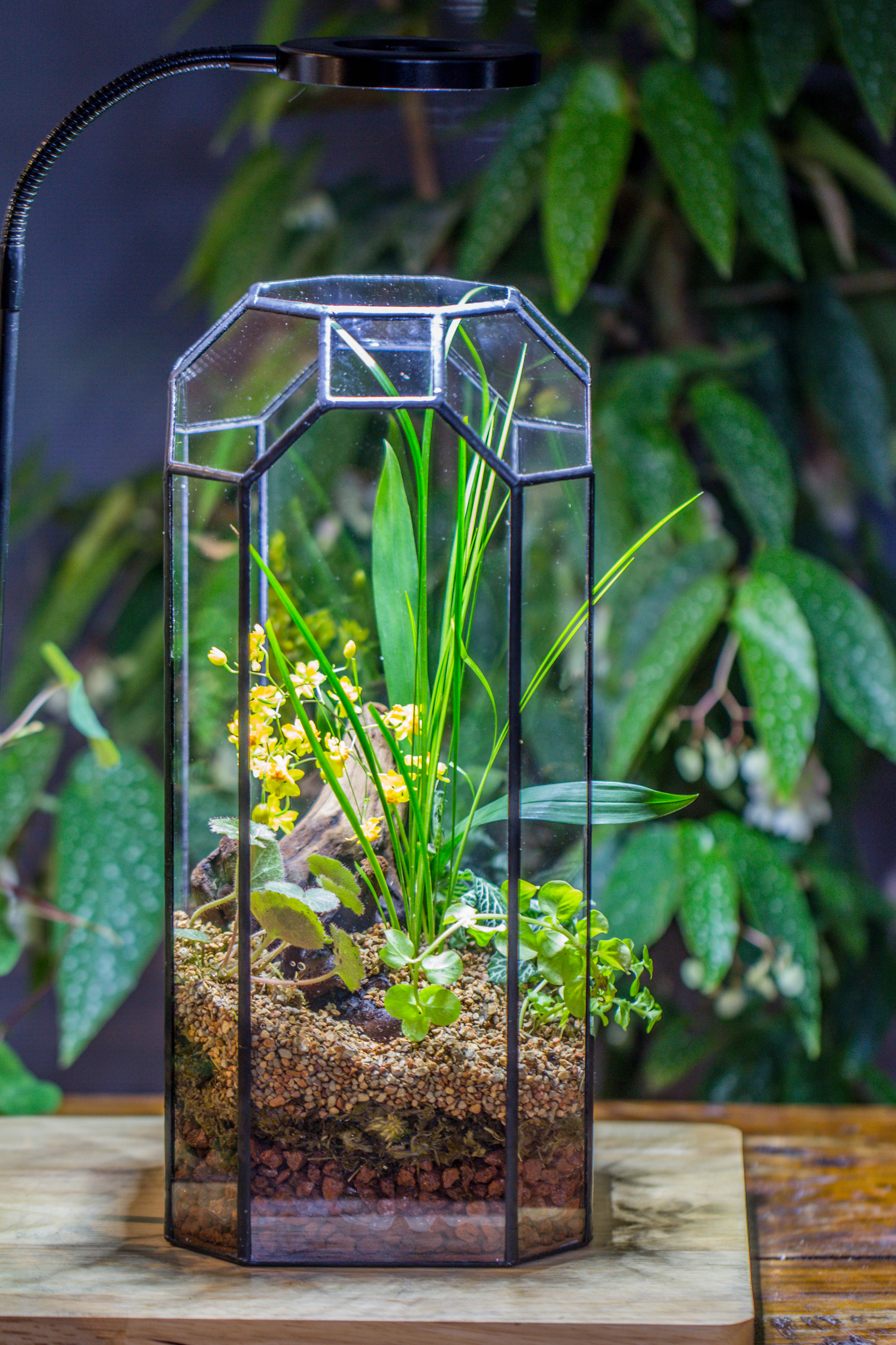 Vintage Tall Octagon Geometric Tin Glass Terrarium , 12.6" , open, suitable for tall plants, orchid, small begonia Pitcher, Micro landscape  -with white light set - NCYPgarden
