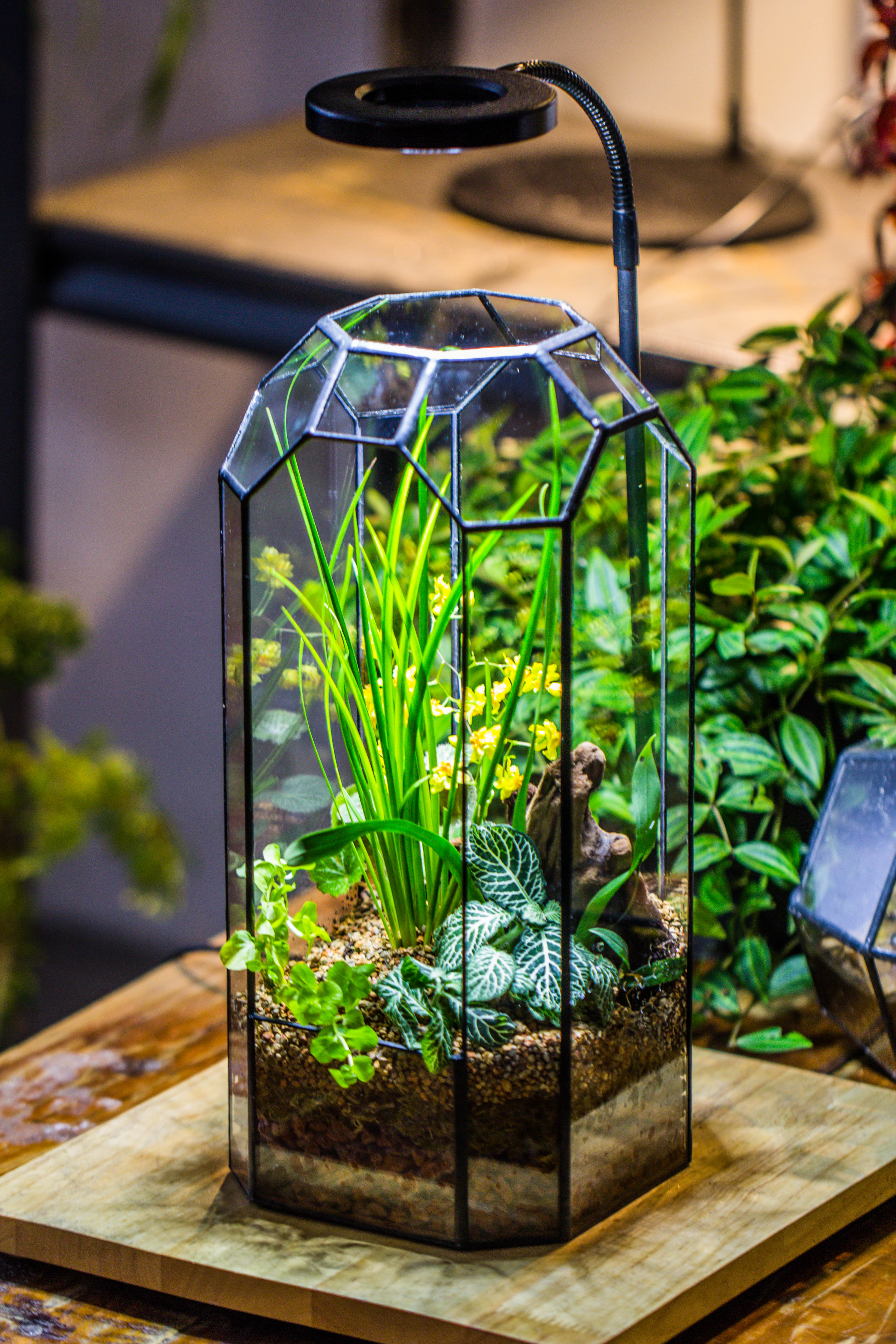 Vintage Tall Octagon Geometric Tin Glass Terrarium , 12.6" , open, suitable for tall plants, orchid, small begonia Pitcher, Micro landscape  -with white light set - NCYPgarden