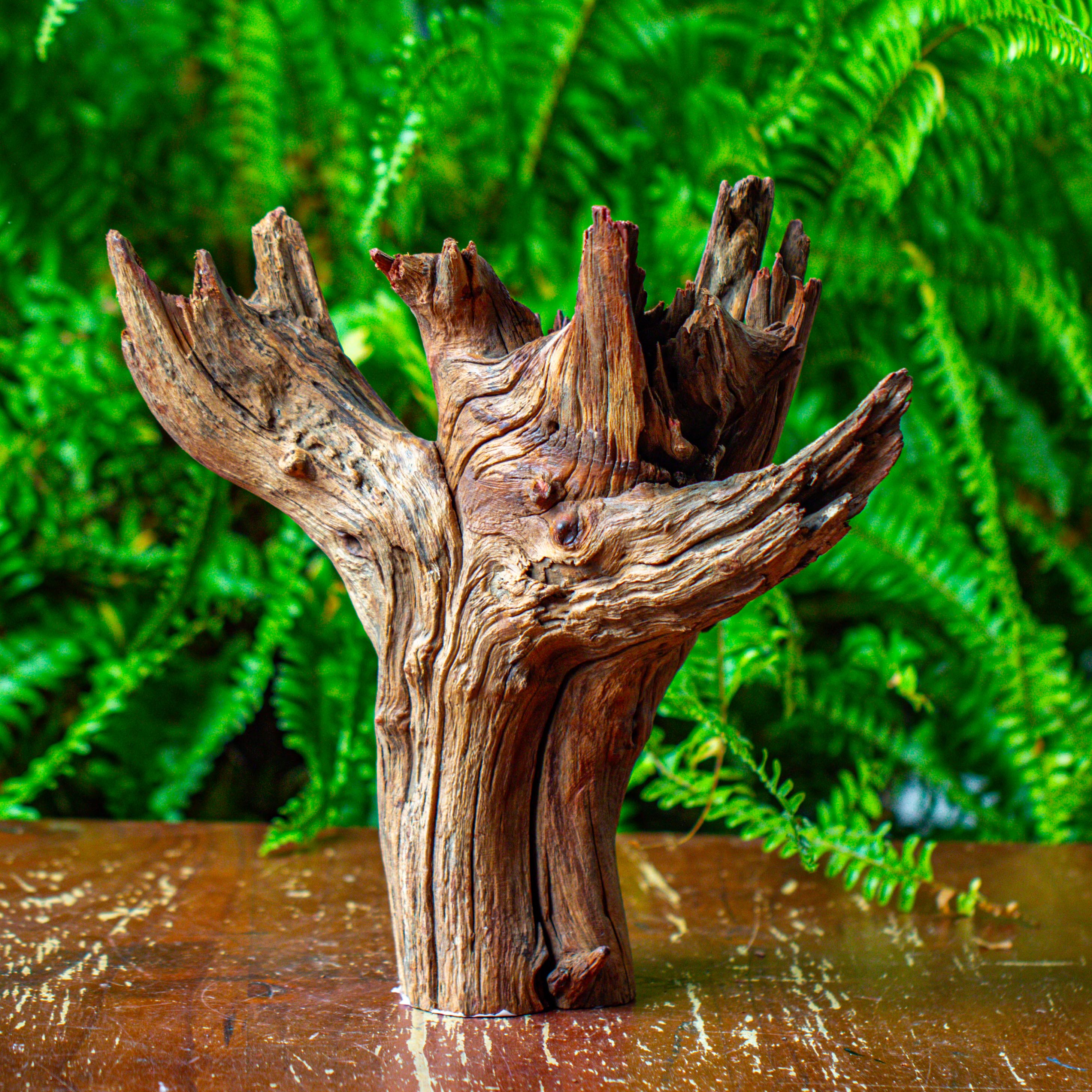 driftwood for moss terrarium, miniature, micro landscape, H8004 - NCYPgarden