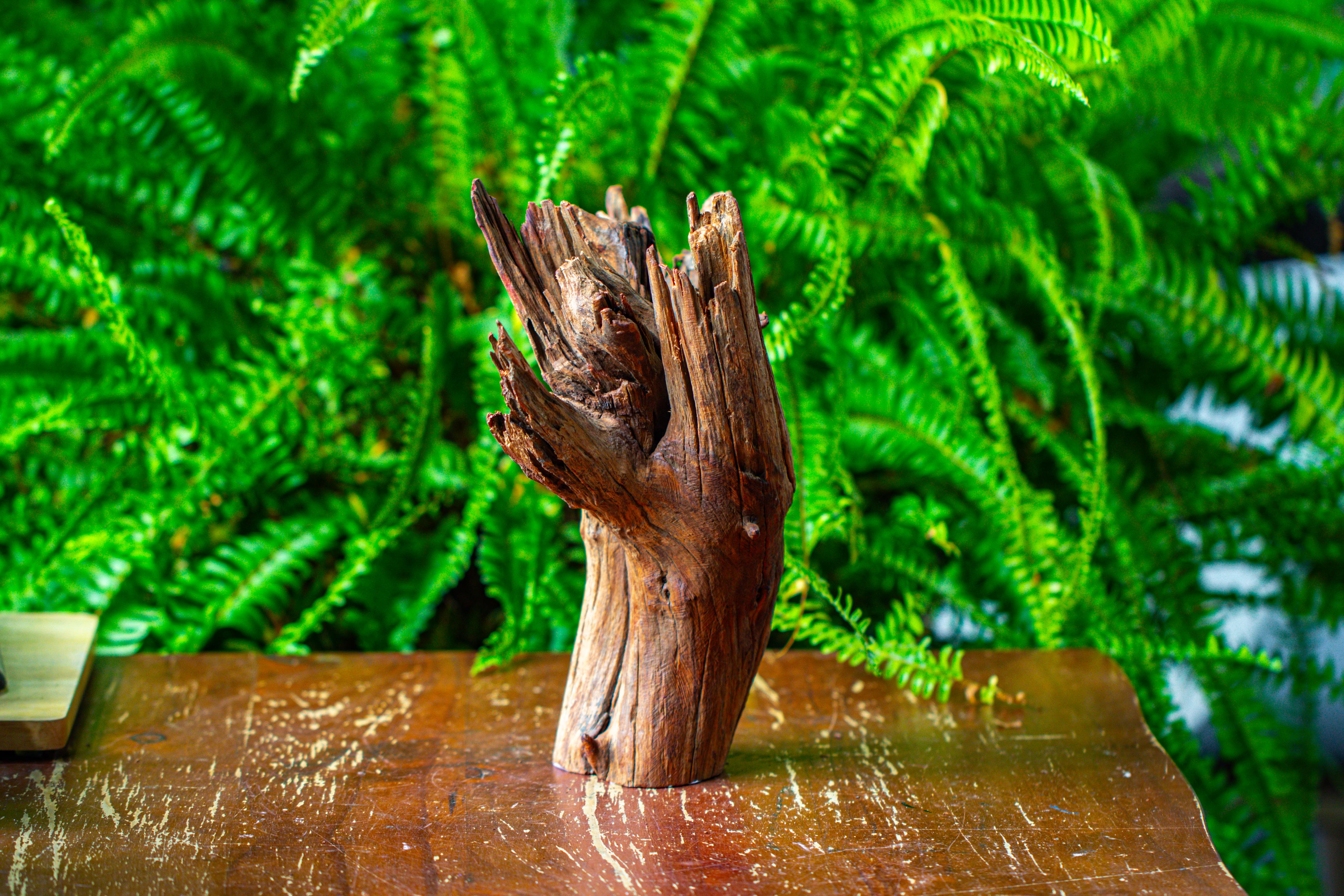 driftwood for moss terrarium, miniature, micro landscape, H8004 - NCYPgarden