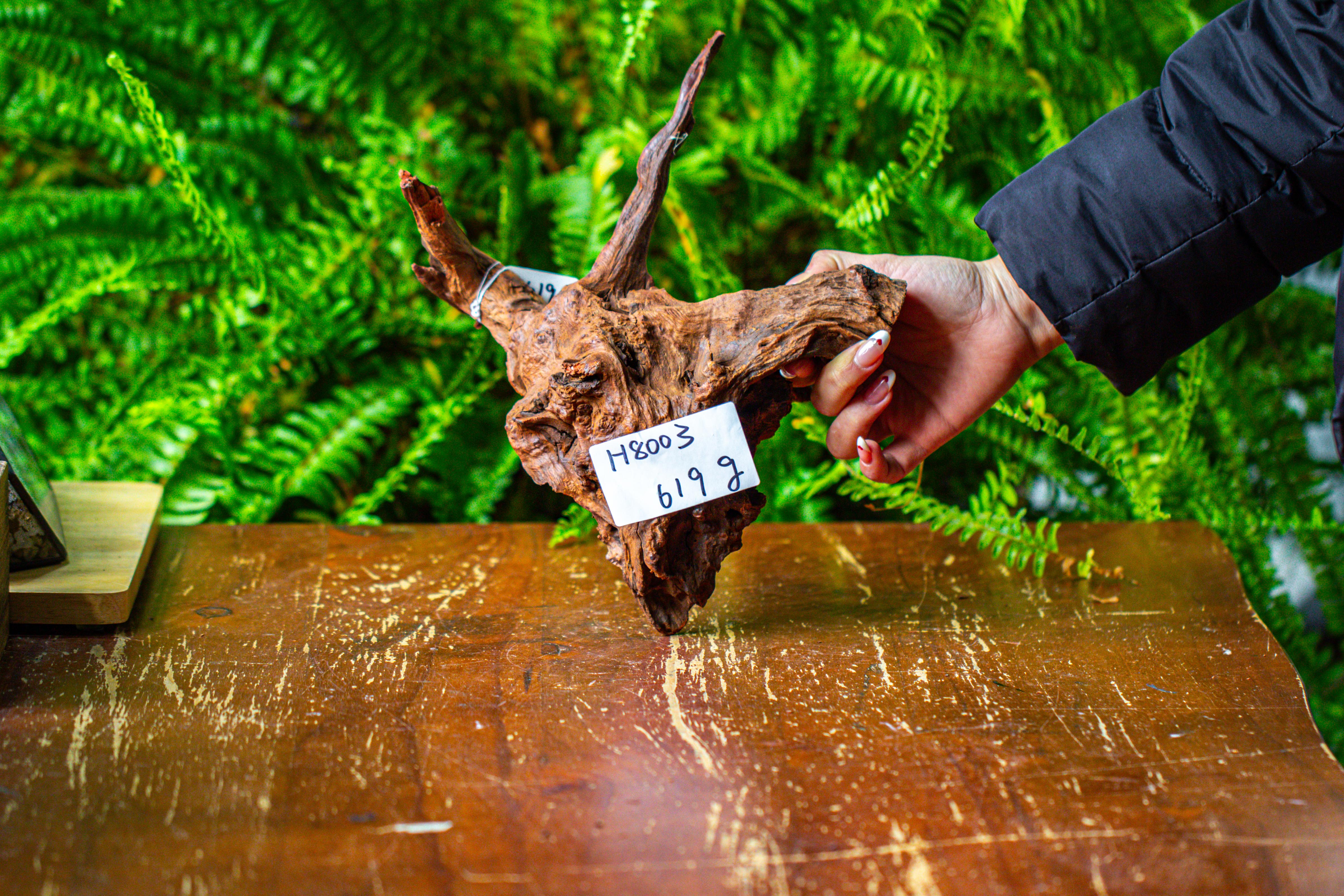 driftwood for moss terrarium, miniature, micro landscape, H8003 - NCYPgarden