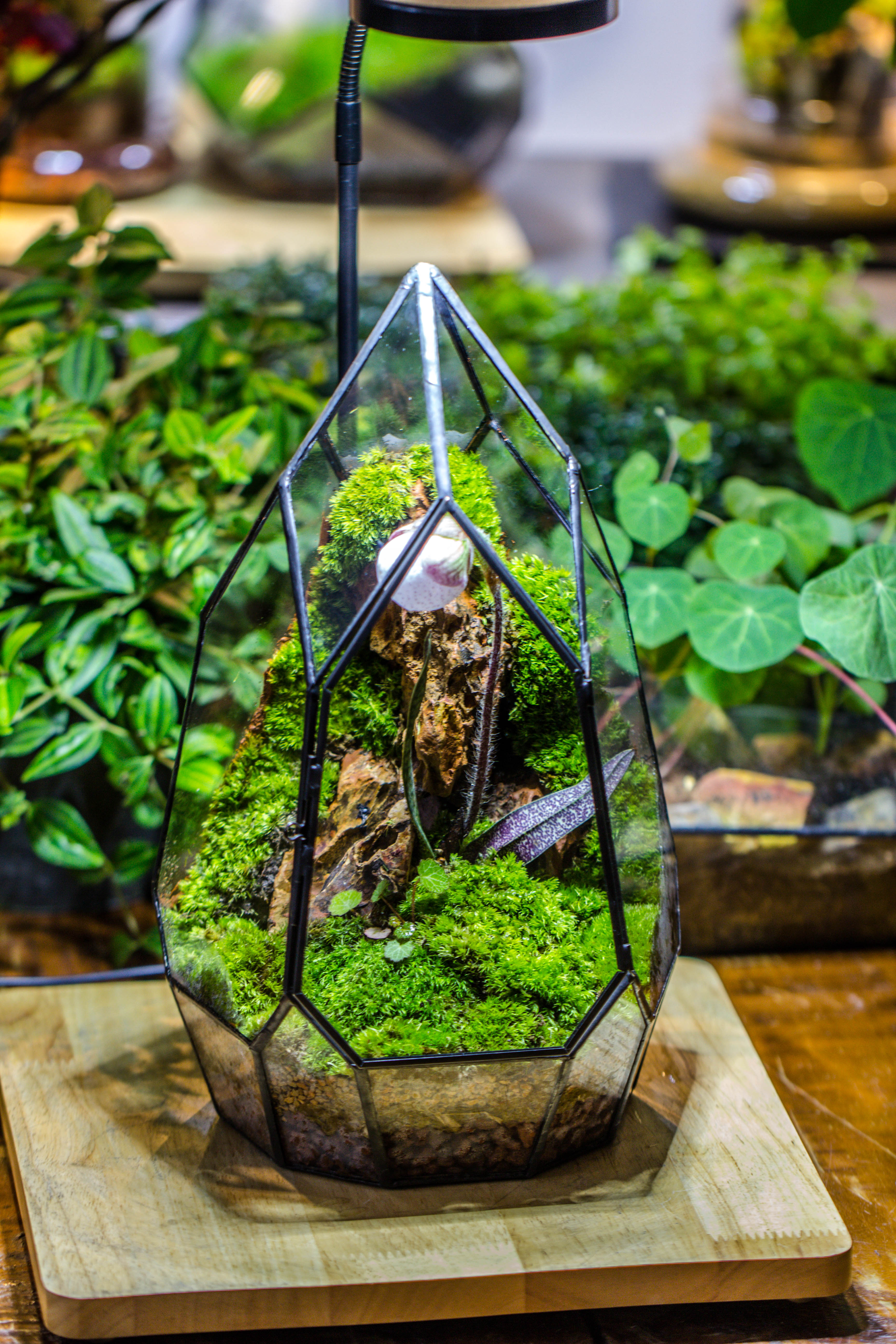 Cliff terrarium project: Live Moss Cliff TearDrop Close Terrarium Building Kit with matching LED Grow Light and Base - NCYPgarden