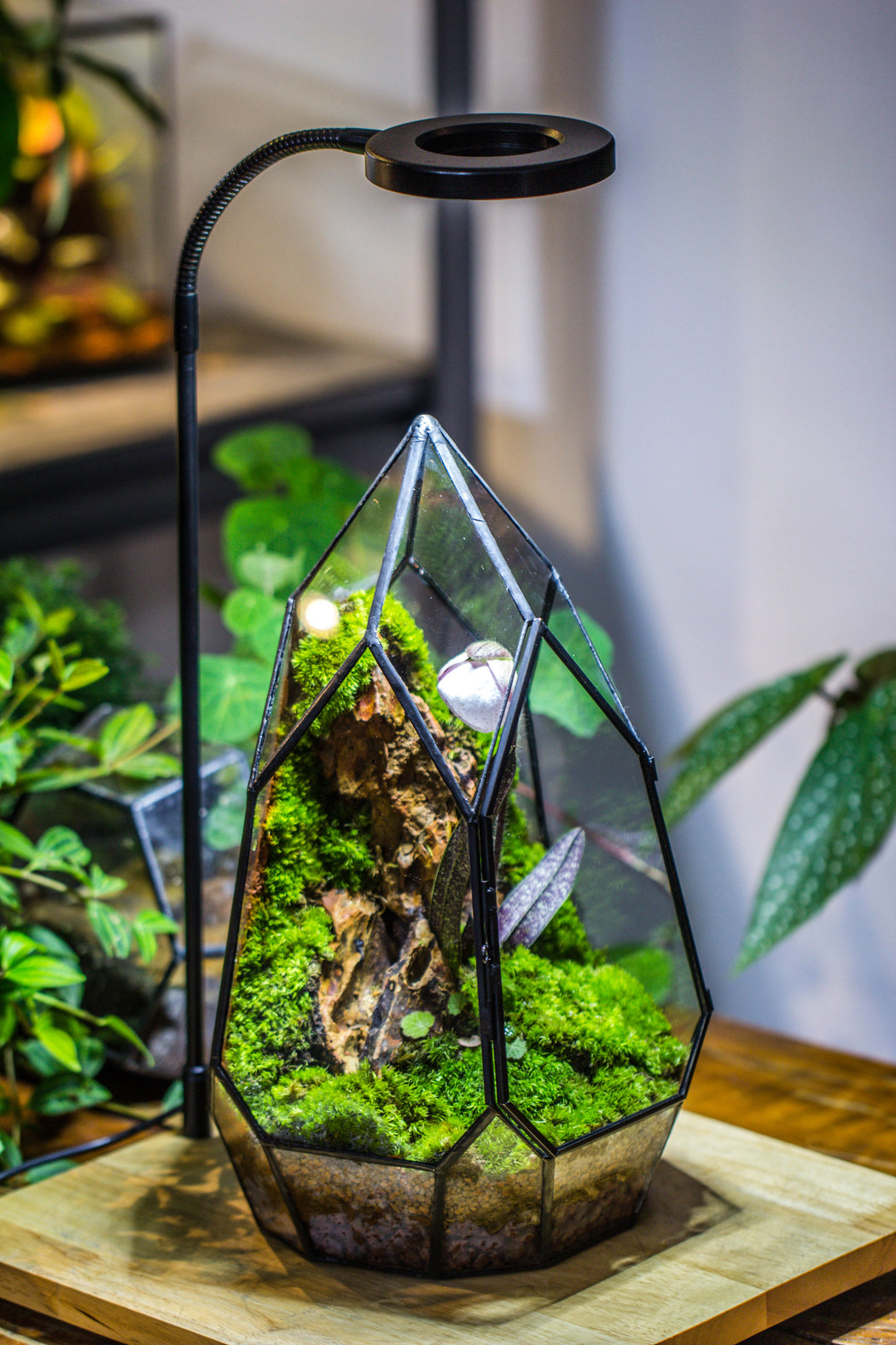 Cliff terrarium project: Live Moss Cliff TearDrop Close Terrarium Building Kit with matching LED Grow Light and Base - NCYPgarden
