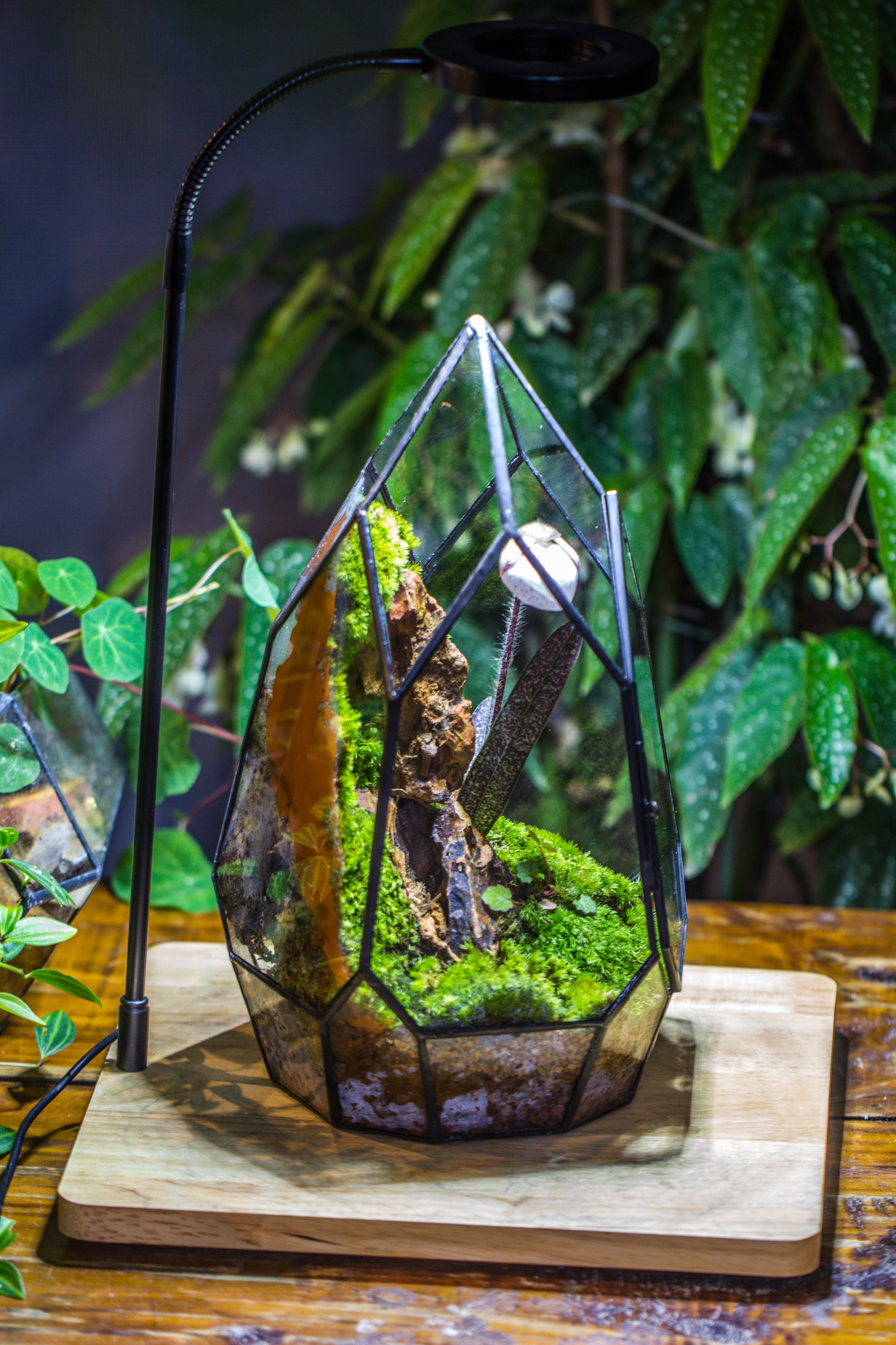 Cliff terrarium project: Live Moss Cliff TearDrop Close Terrarium Building Kit with matching LED Grow Light and Base - NCYPgarden