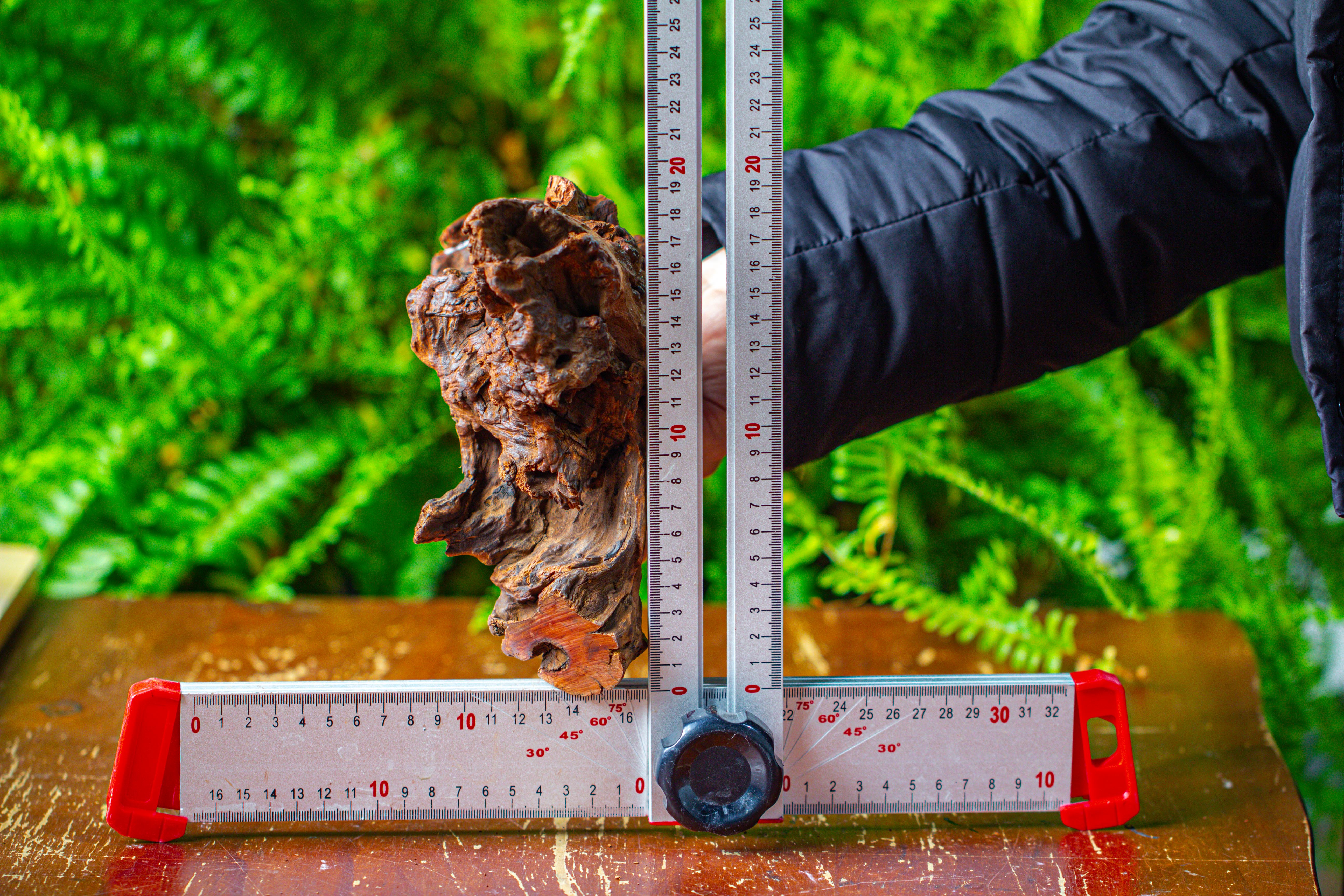 driftwood for moss terrarium, miniature, micro landscape, H8003 - NCYPgarden