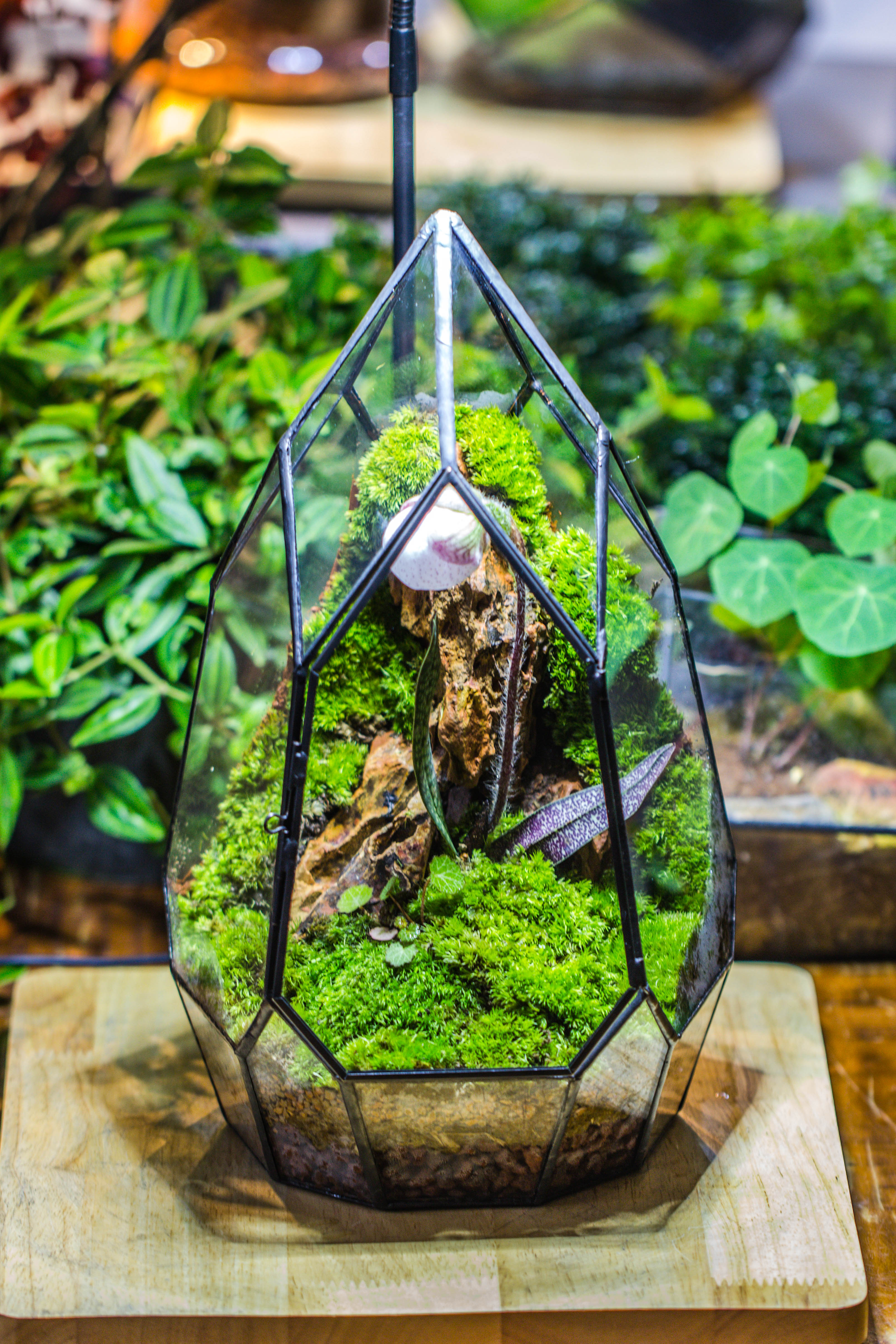 Cliff terrarium project: Live Moss Cliff TearDrop Close Terrarium Building Kit with matching LED Grow Light and Base - NCYPgarden