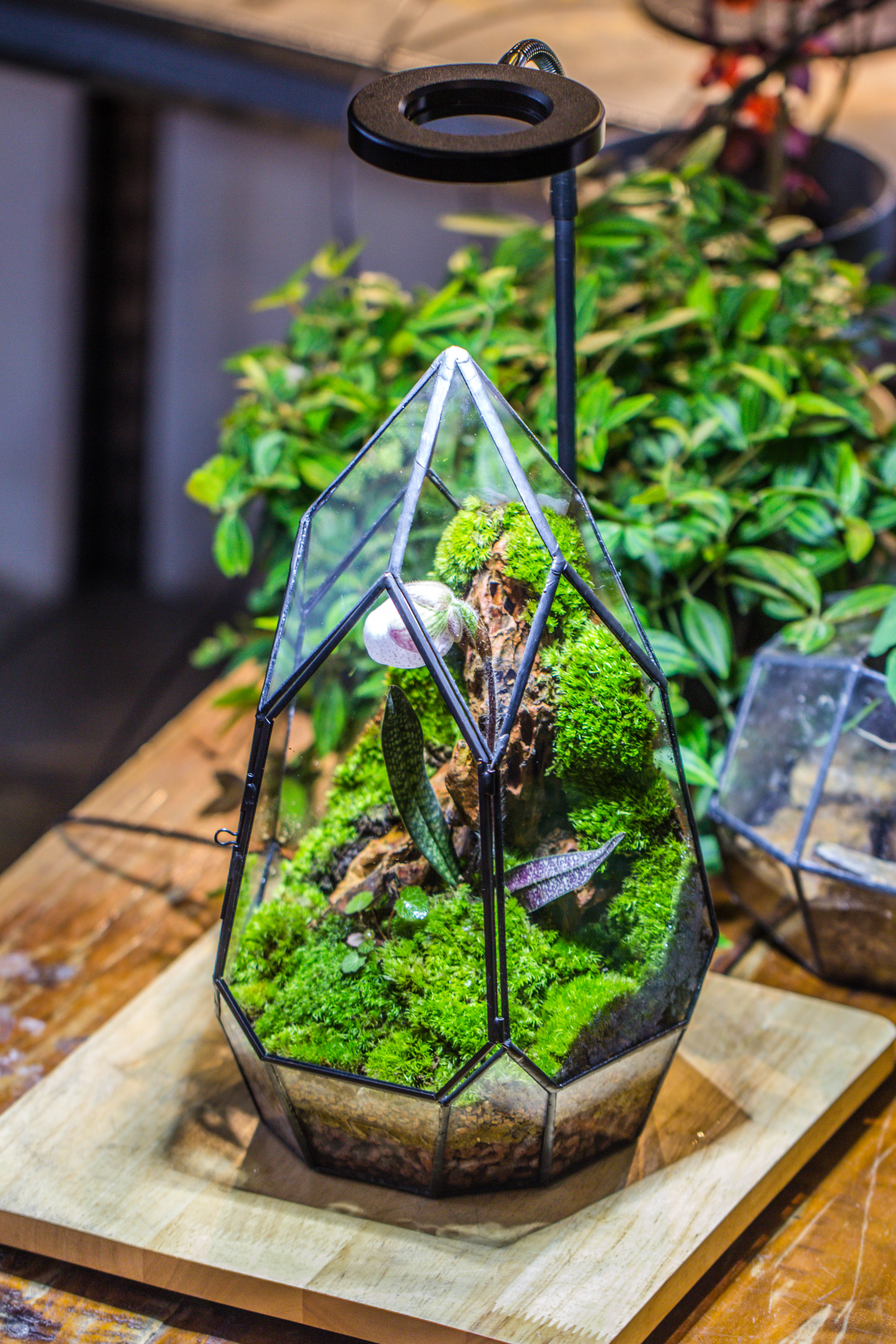 Cliff terrarium project: Live Moss Cliff TearDrop Close Terrarium Building Kit with matching LED Grow Light and Base - NCYPgarden