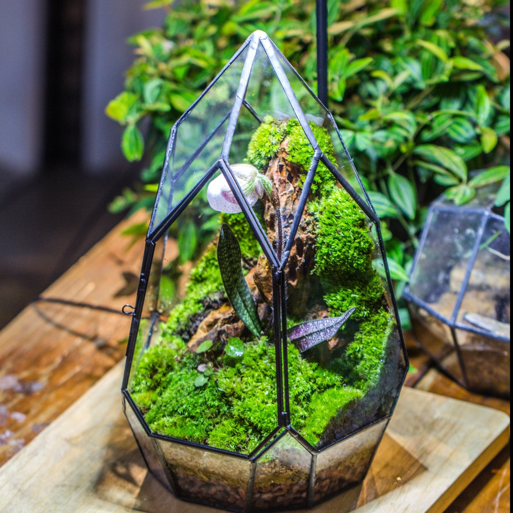 terrarium with live plants Cliff Terrarium Building Terrarium DIY SET with LED Grow Light Terrarium kit + warm White Light LED SET