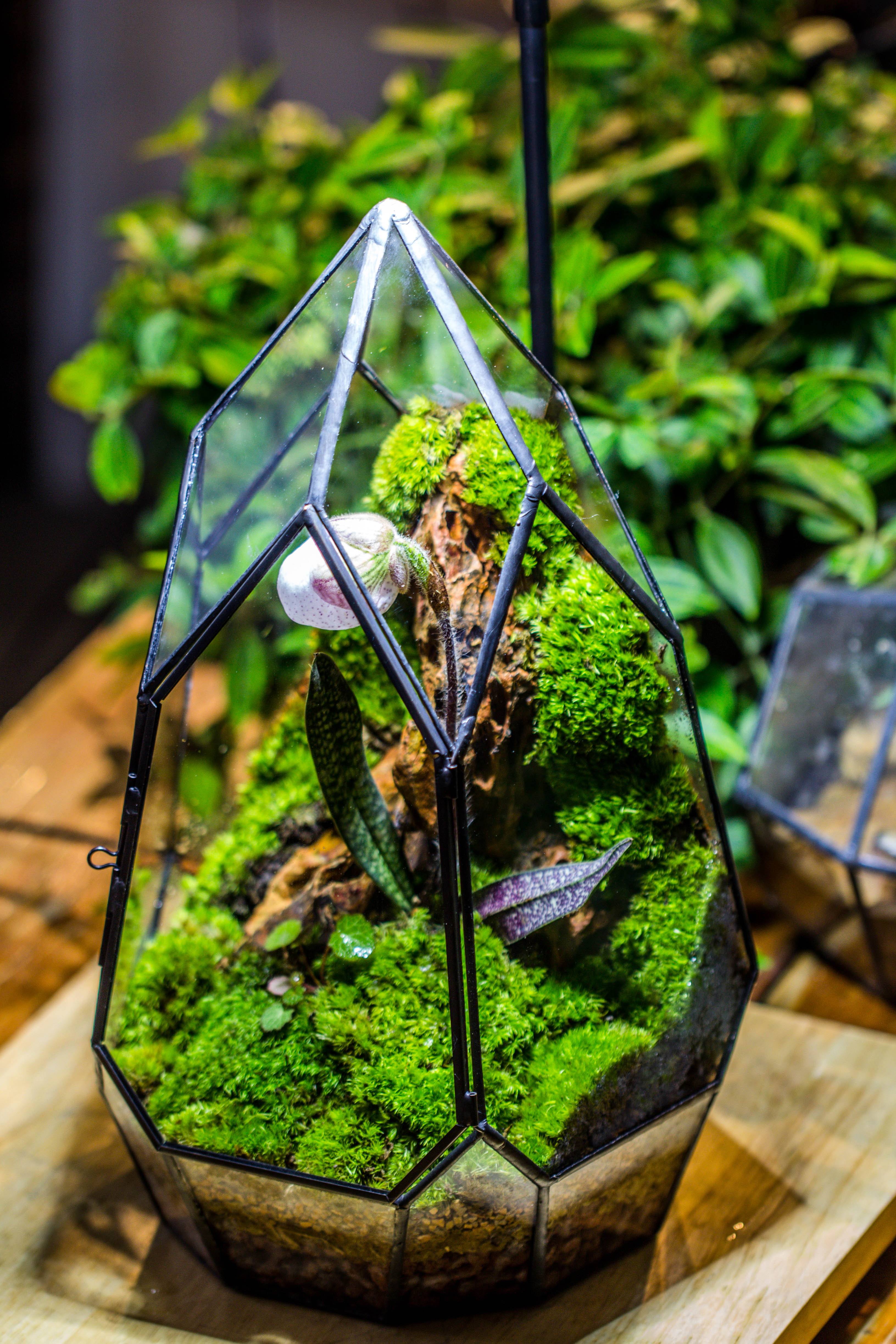 Cliff terrarium project: Live Moss Cliff TearDrop Close Terrarium Building Kit with matching LED Grow Light and Base - NCYPgarden