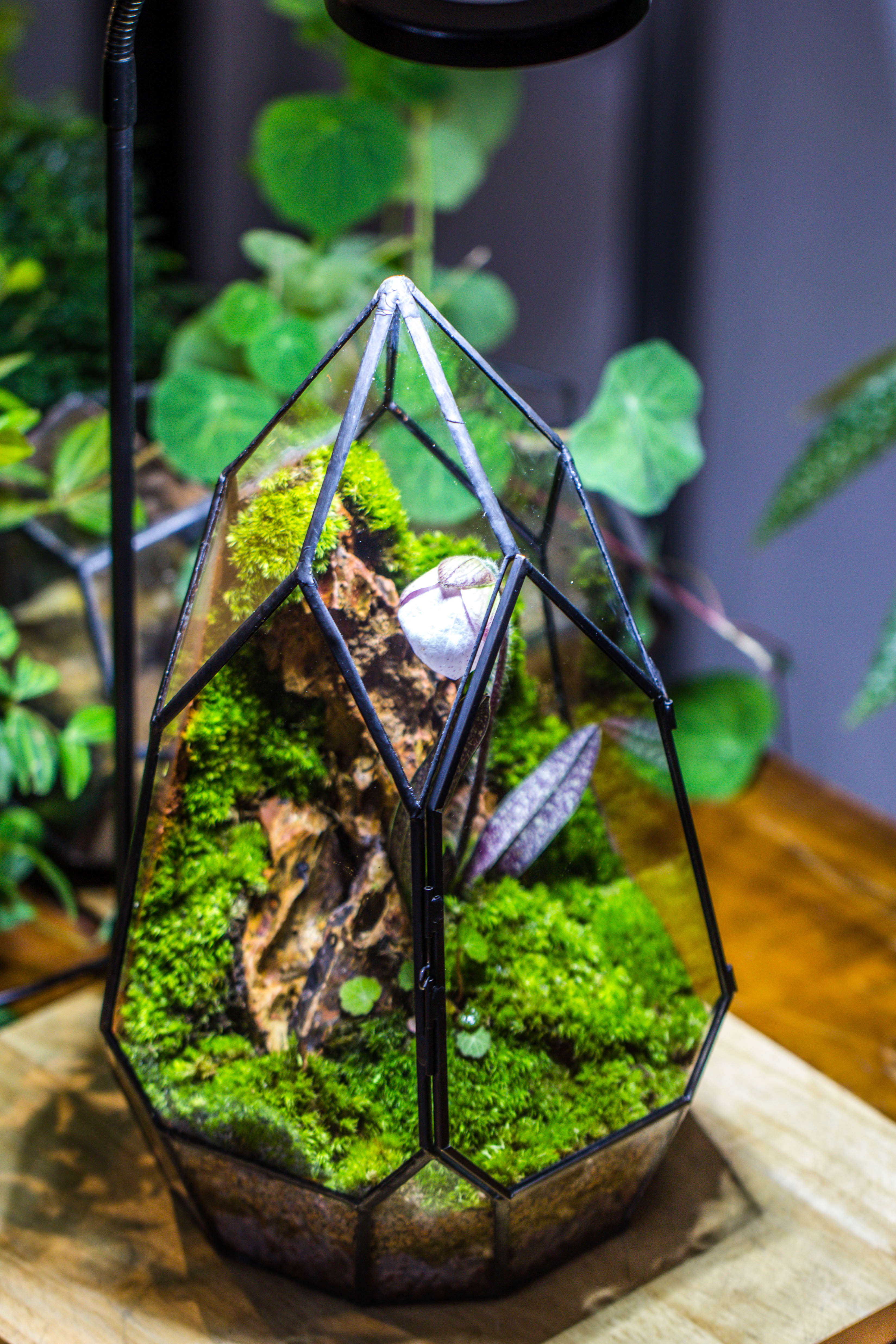 Cliff terrarium project: Live Moss Cliff TearDrop Close Terrarium Building Kit with matching LED Grow Light and Base - NCYPgarden