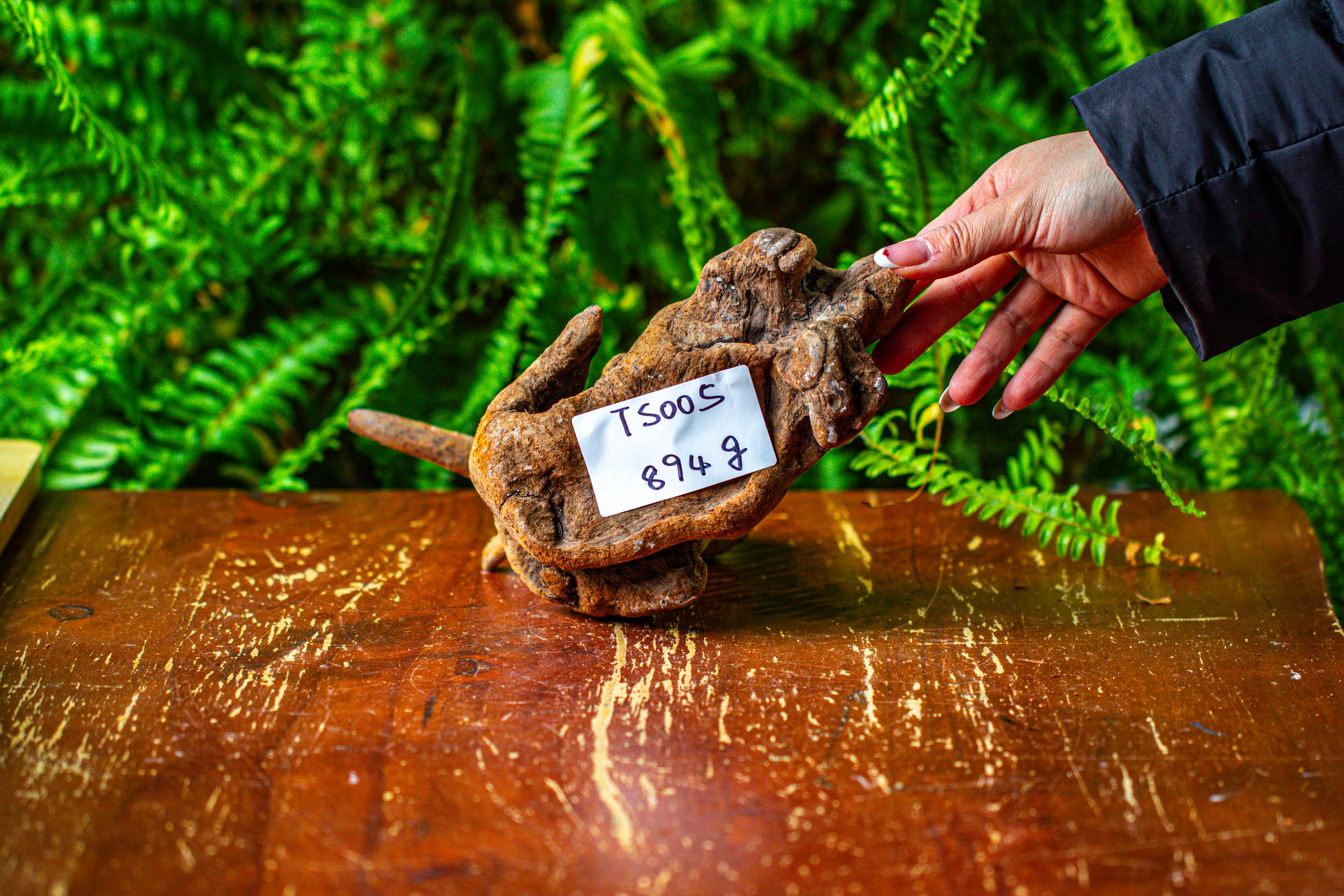 driftwood for moss terrarium, miniature, micro landscape,TS005 - NCYPgarden