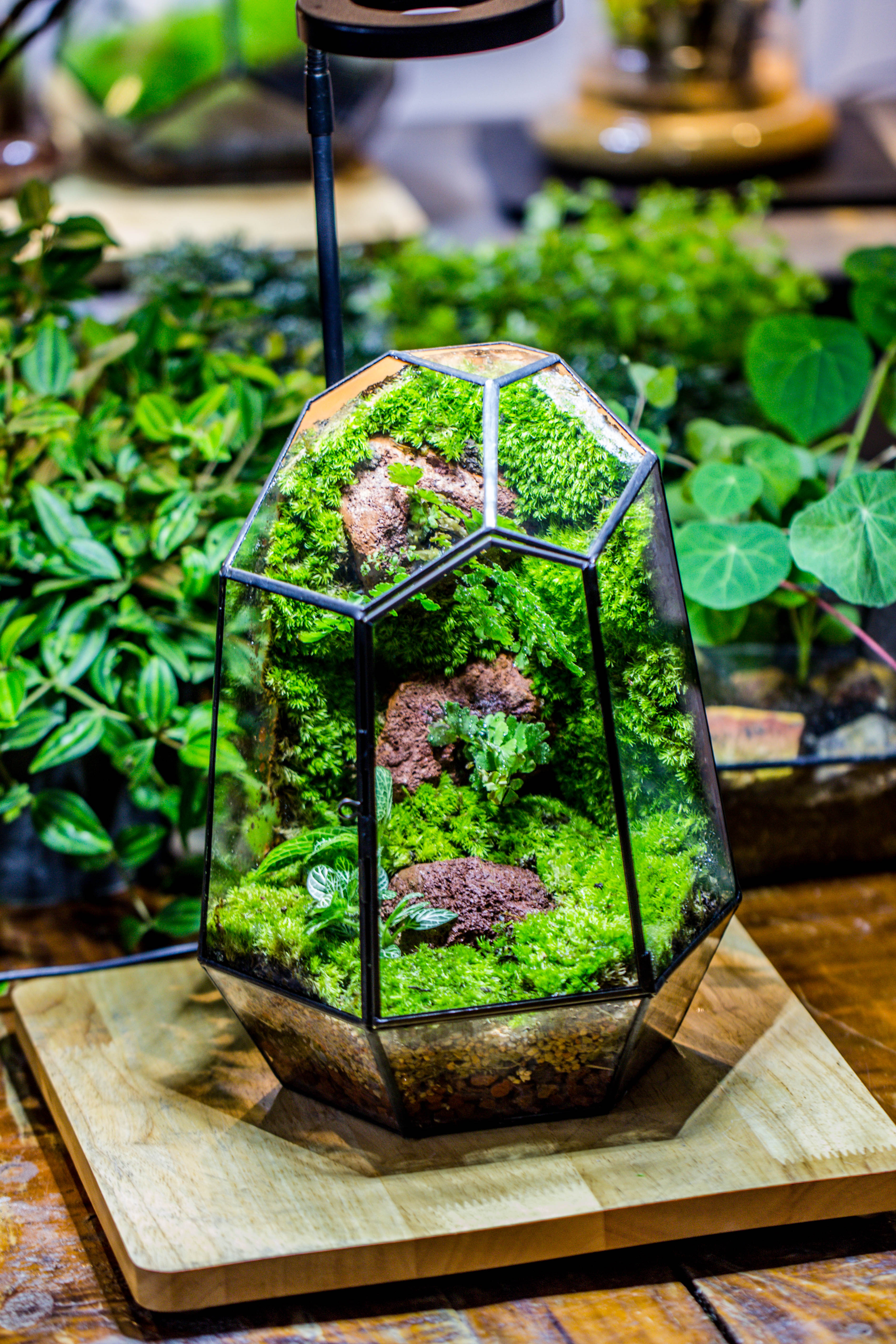 Rainforest terrarium project: Live Moss Wall Iregular Terrarium Building Kit with matching LED Grow Light and Base - NCYPgarden