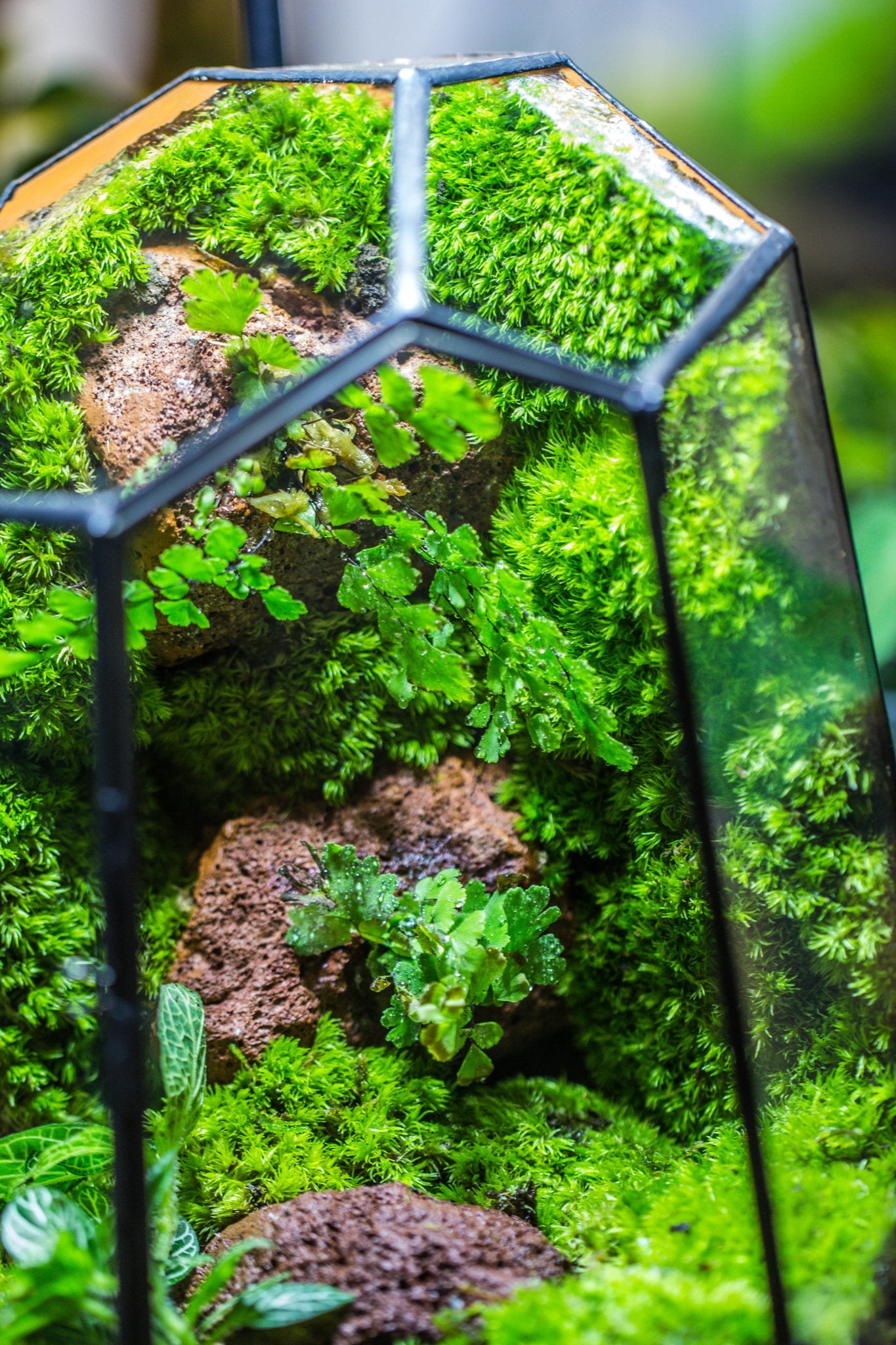 Rainforest terrarium Building DIY Set: Live Moss Wall Iregular Terrarium Building Kit with matching LED Grow Light and Base