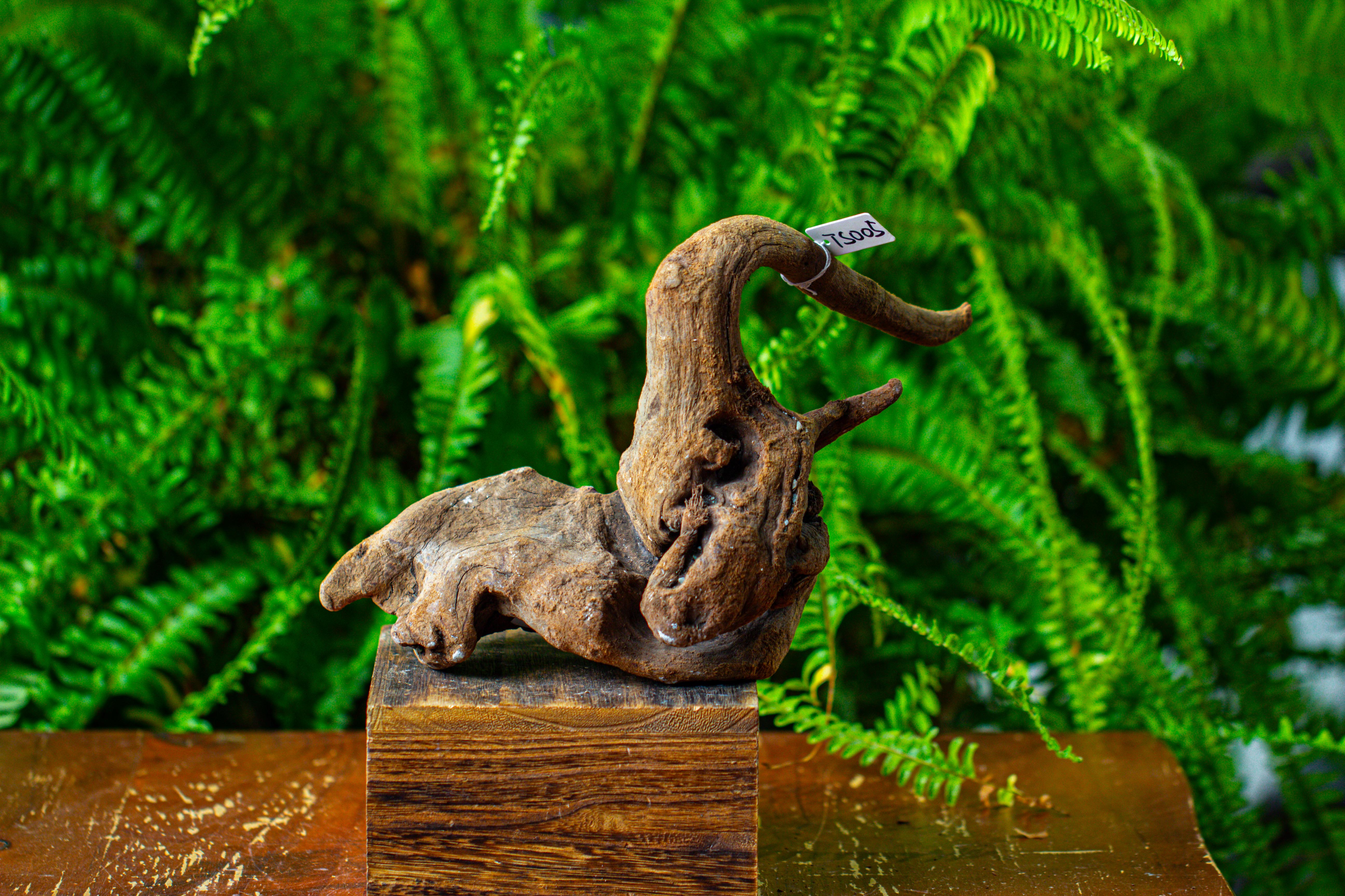 driftwood for moss terrarium, miniature, micro landscape,TS005 - NCYPgarden