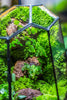 Rainforest terrarium project: Live Moss Wall Iregular Terrarium Building Kit with matching LED Grow Light and Base - NCYPgarden
