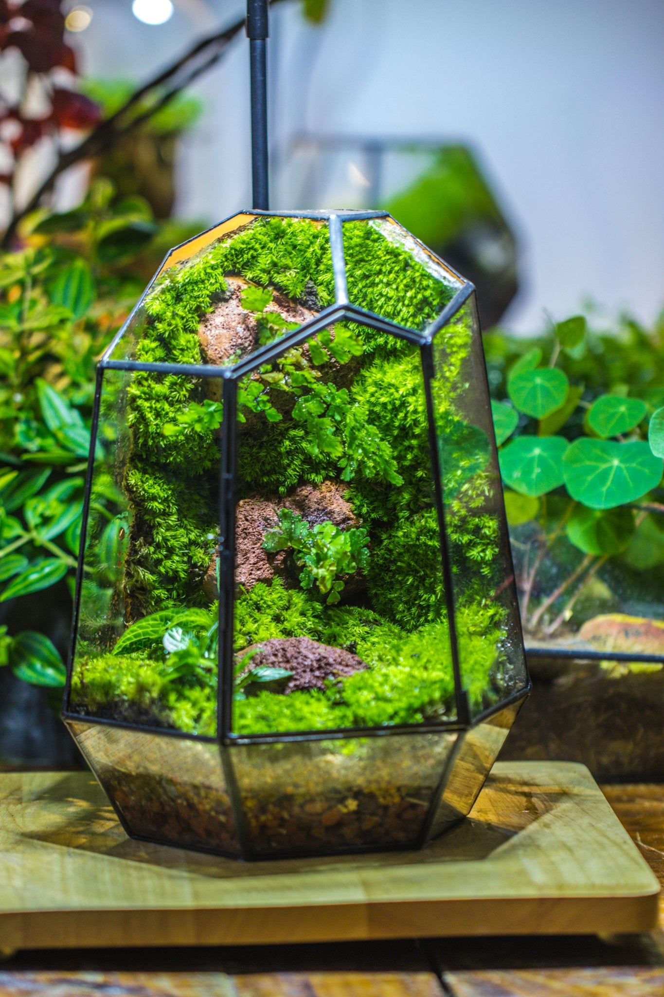Rainforest terrarium Building DIY Set: Live Moss Wall Iregular Terrarium Building Kit with matching LED Grow Light and Base