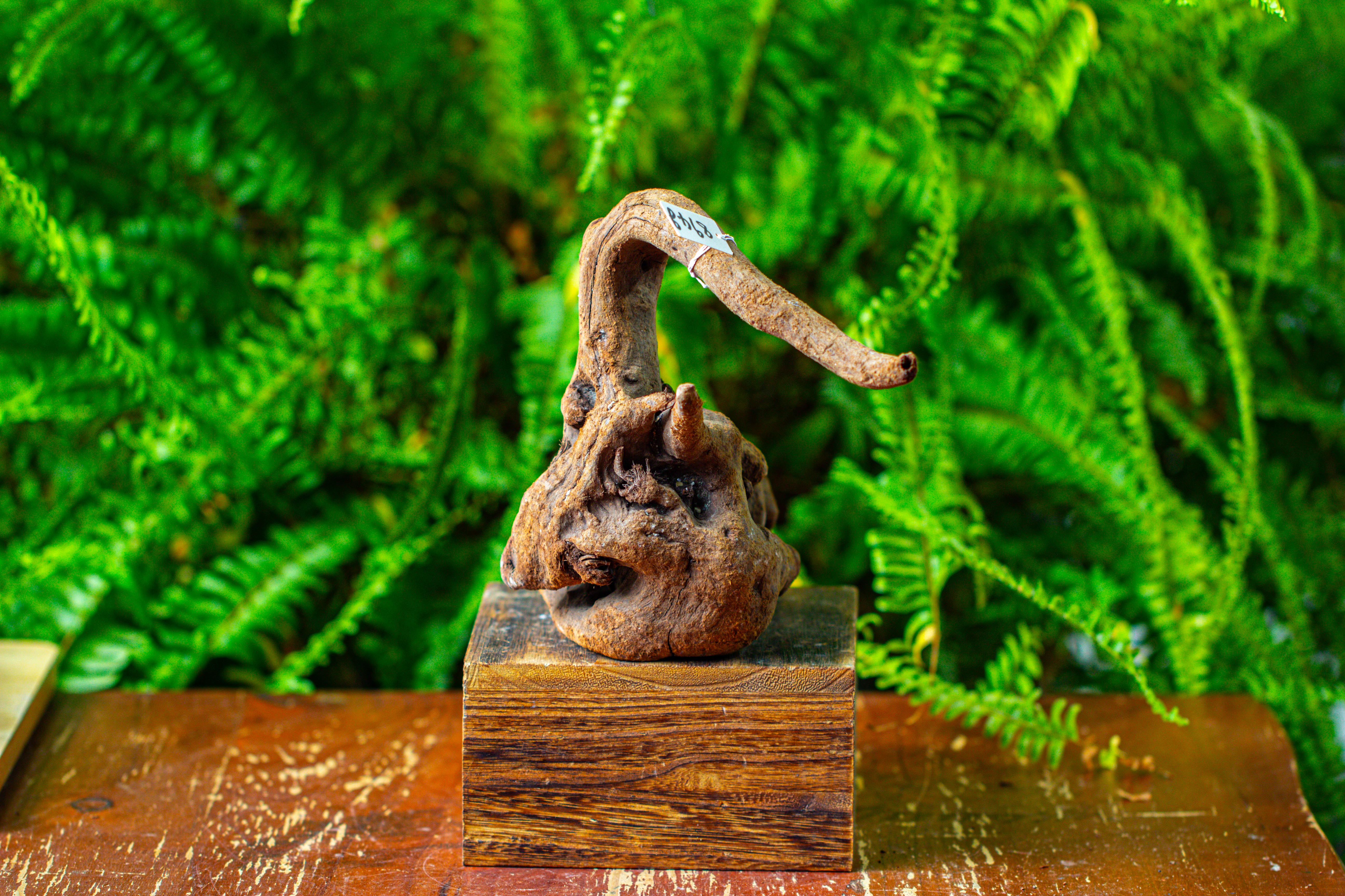 driftwood for moss terrarium, miniature, micro landscape,TS005 - NCYPgarden