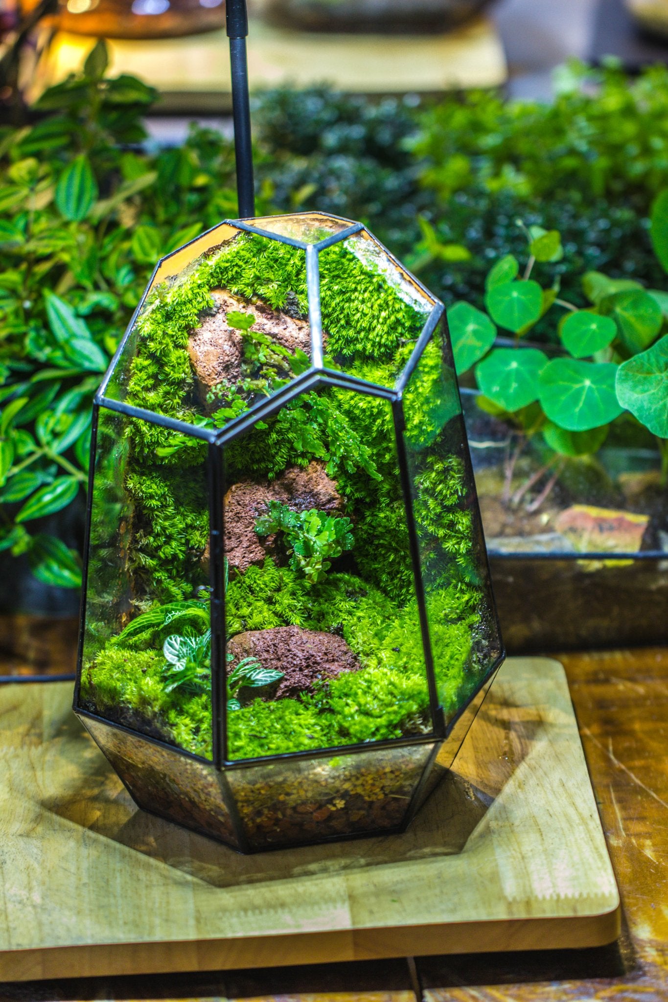 jungle terrarium plants Rainforest terrarium Building DIY Set – NCYPgarden