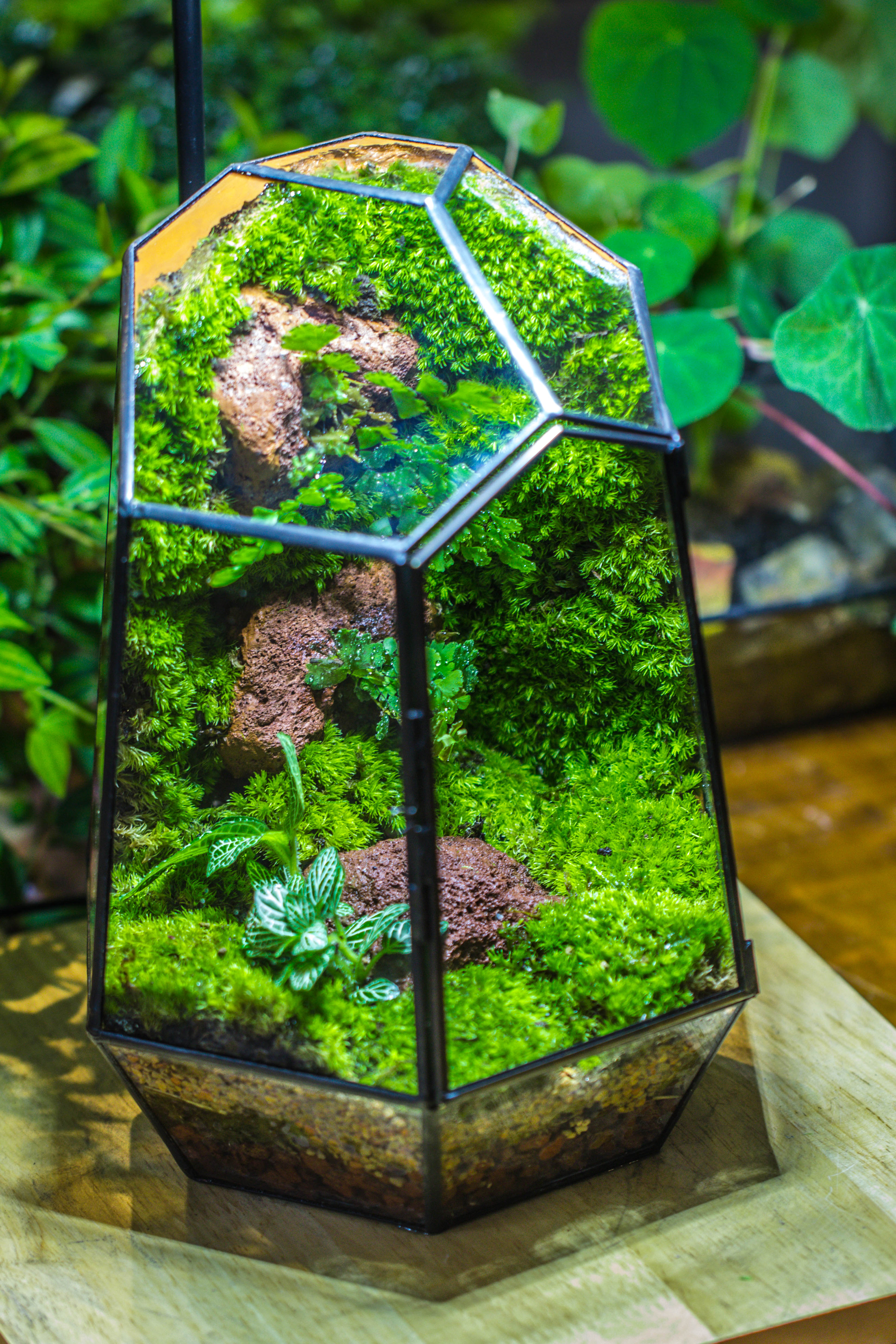 Rainforest terrarium project: Live Moss Wall Iregular Terrarium Building Kit with matching LED Grow Light and Base - NCYPgarden