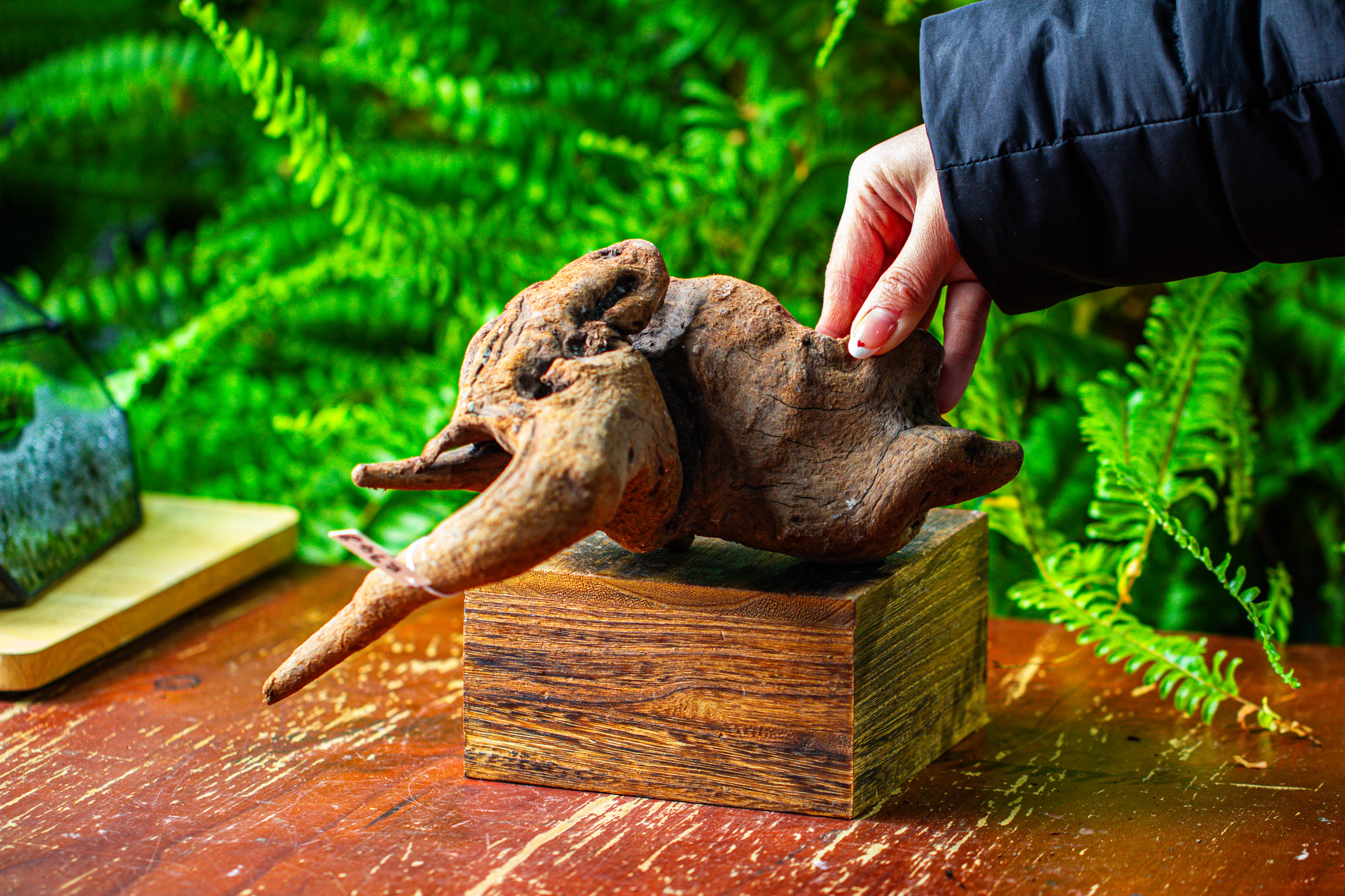 driftwood for moss terrarium, miniature, micro landscape,TS005 - NCYPgarden