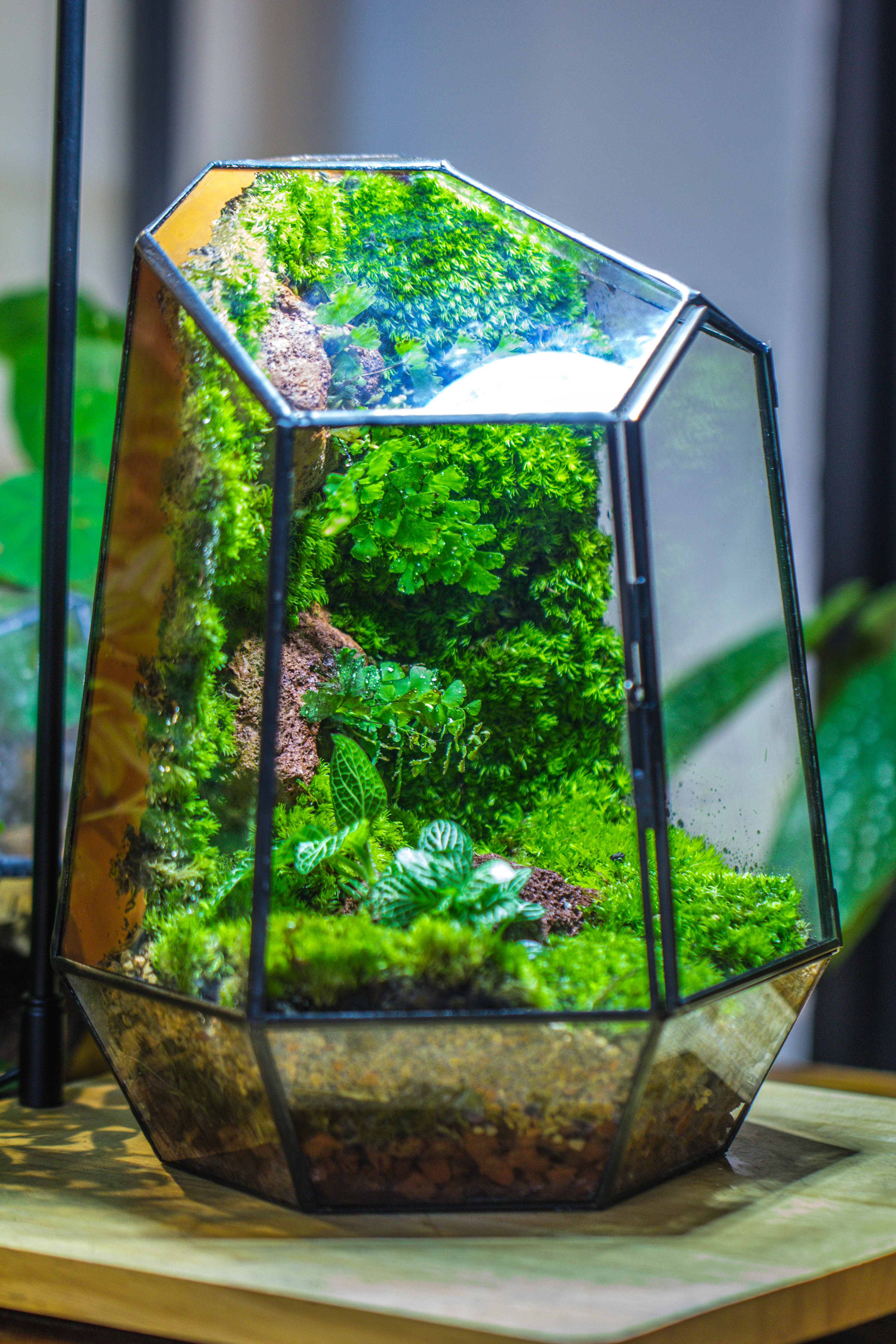 Rainforest terrarium project: Live Moss Wall Iregular Terrarium Building Kit with matching LED Grow Light and Base - NCYPgarden