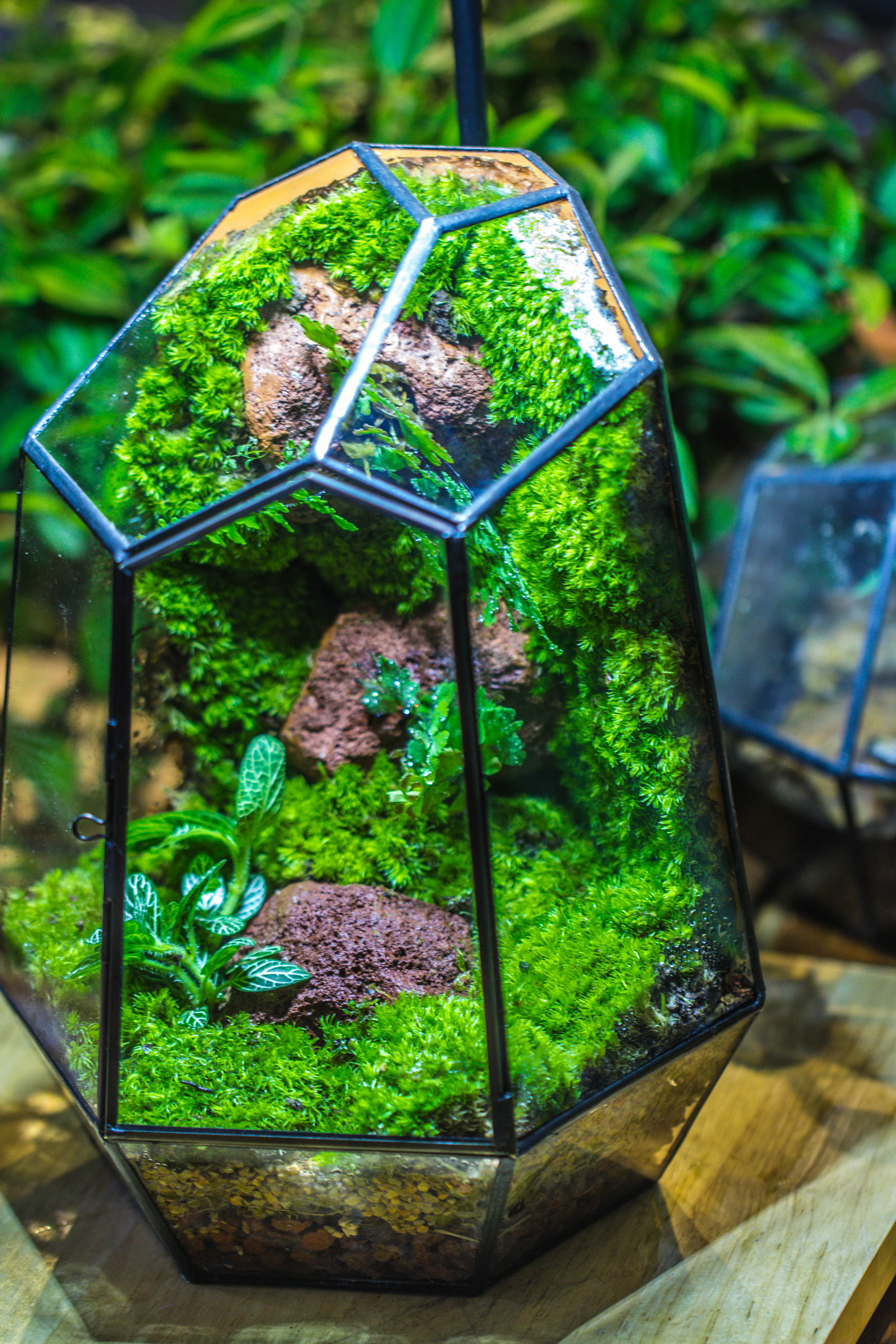 Rainforest terrarium project: Live Moss Wall Iregular Terrarium Building Kit with matching LED Grow Light and Base - NCYPgarden