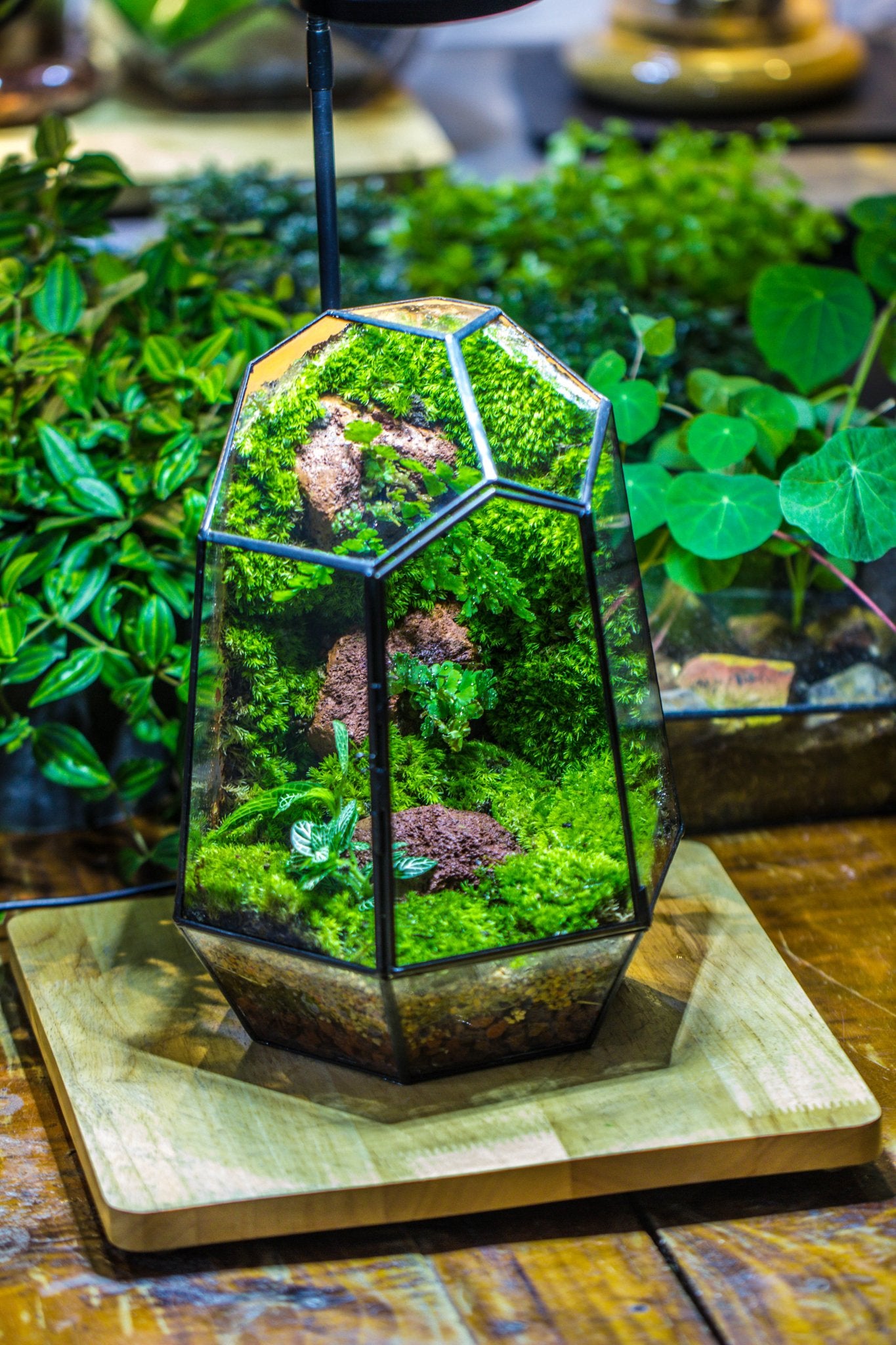 rainforest plants for terrarium Rainforest terrarium Building DIY Set – NCYPgarden